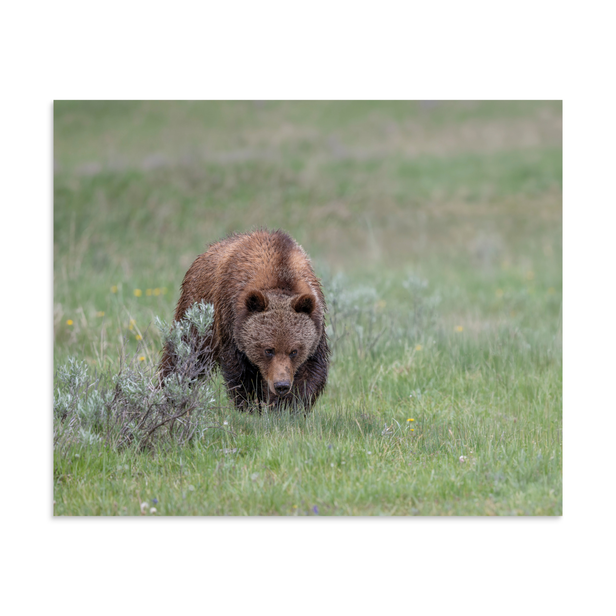 Grizzly Watching! Photo paper poster - Image 24