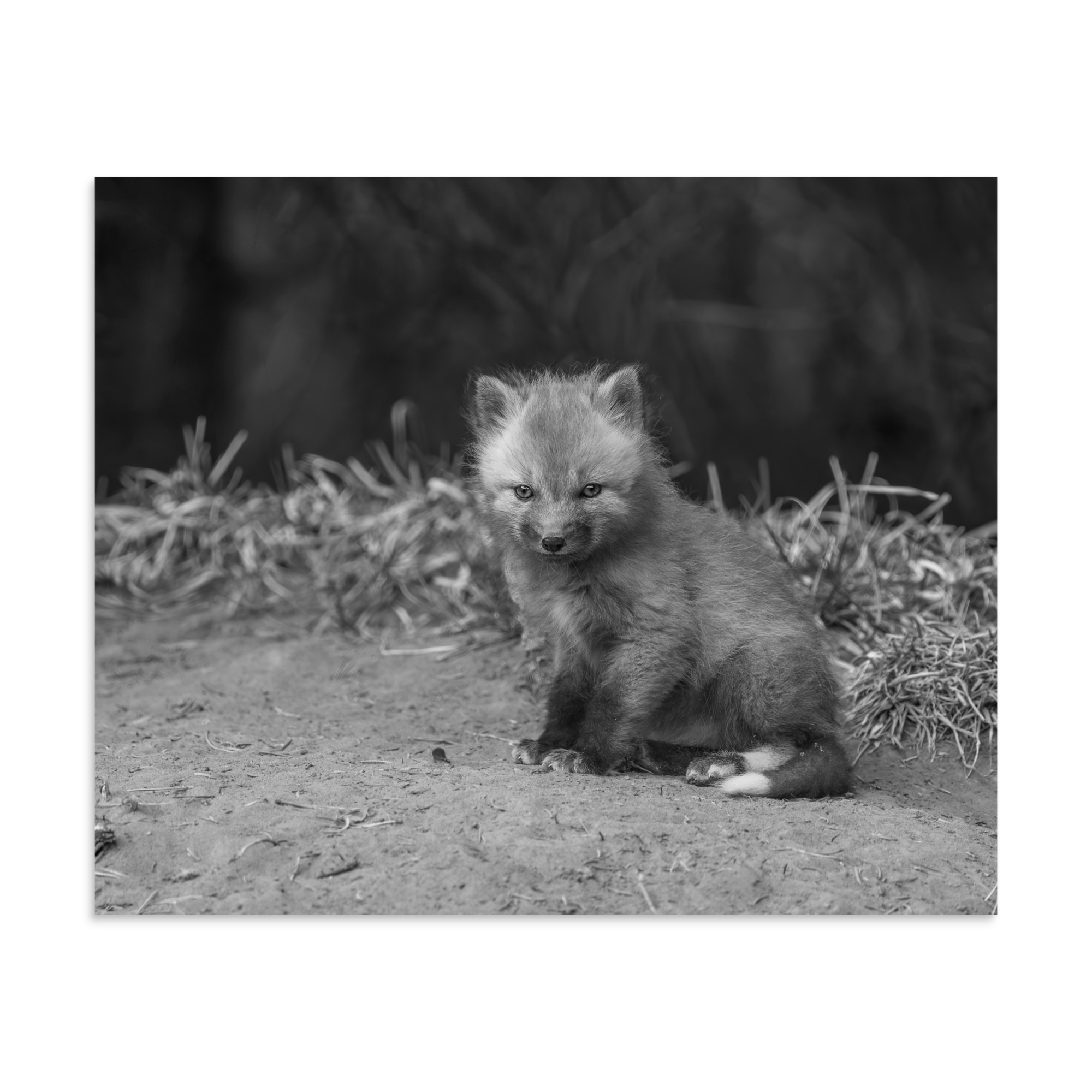 Sharp gaze baby red fox (Monochrome)! Photo paper poster - Image 24