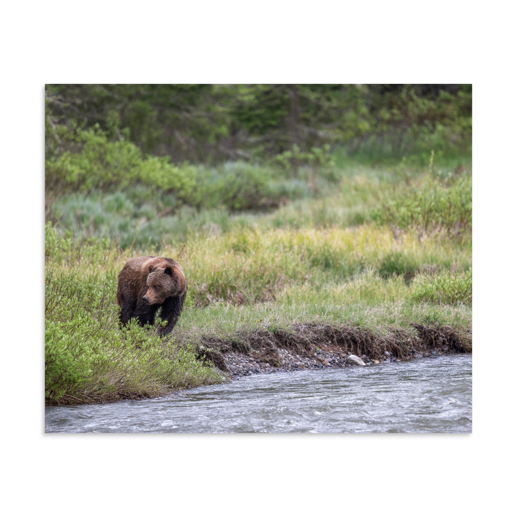 Grizzly getting read! Photo paper poster - Image 24
