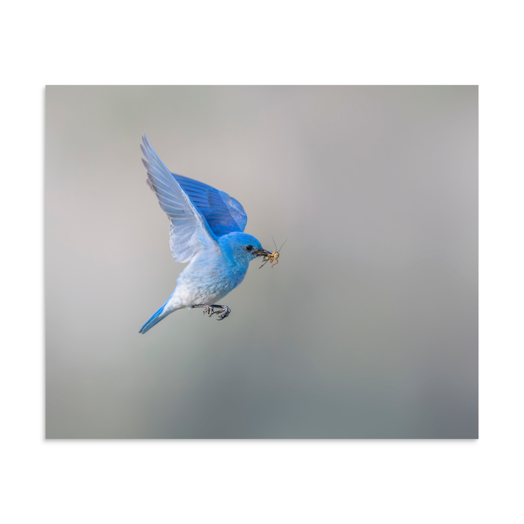 Mountain Bluebird with prey! Photo paper poster - Image 24