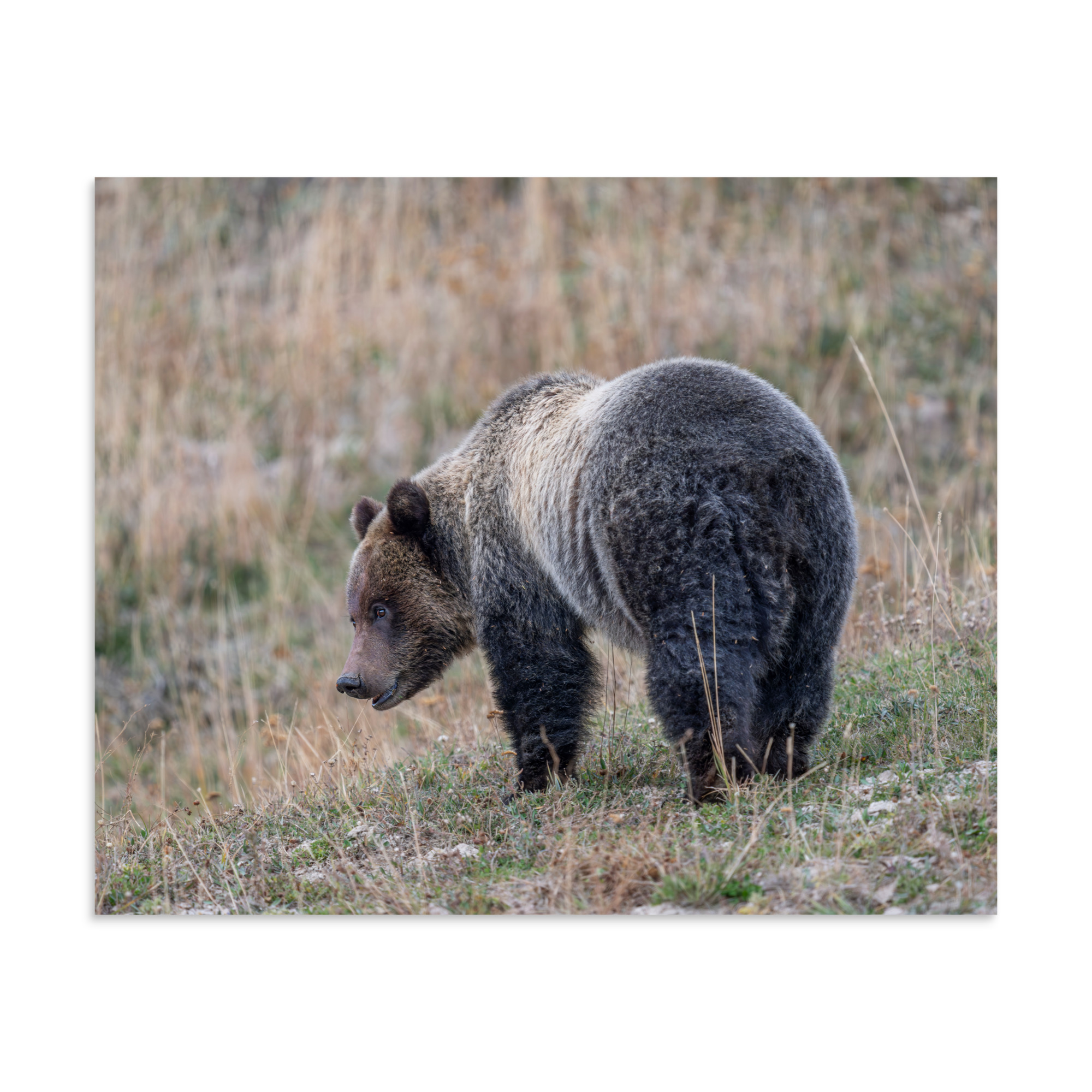 Grizzly of yellowstone! Photo paper poster - Image 22