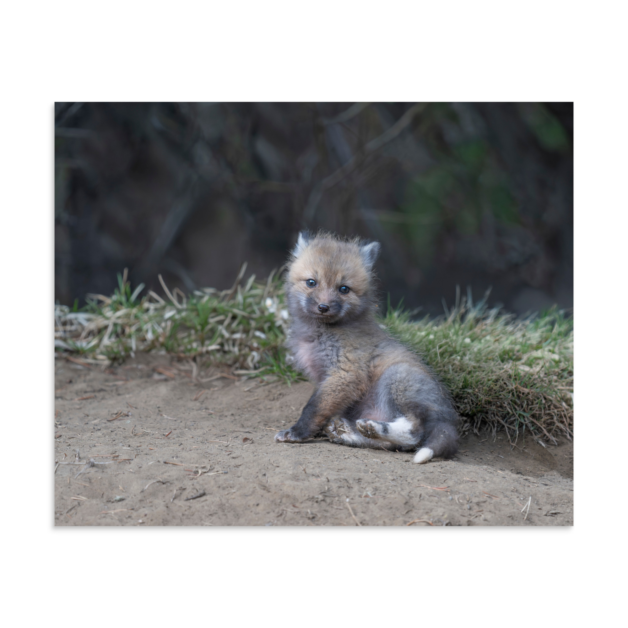 Guarding Den Baby Red fox! Photo paper poster - Image 24