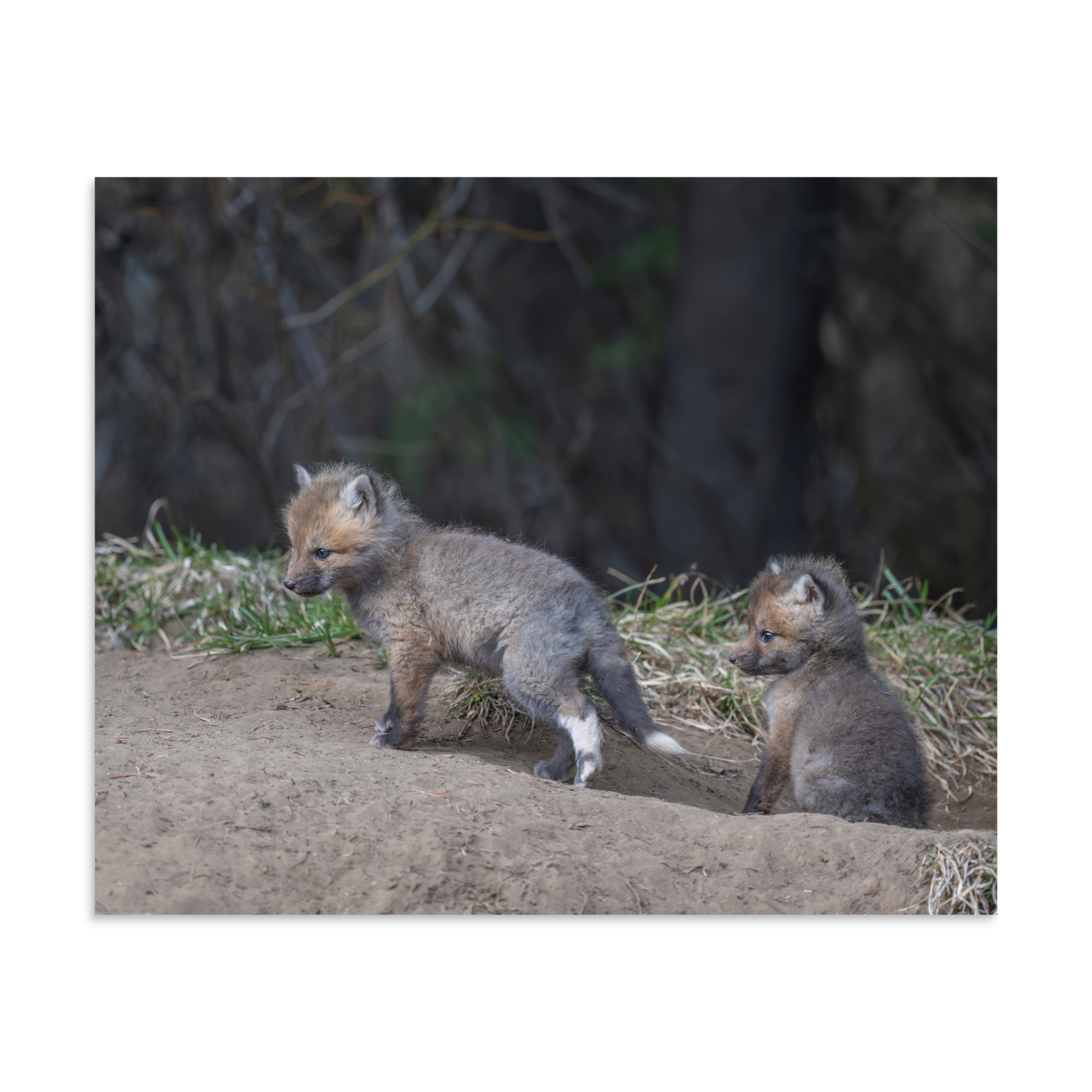 Play Time Baby Red fox! Photo paper poster - Image 24