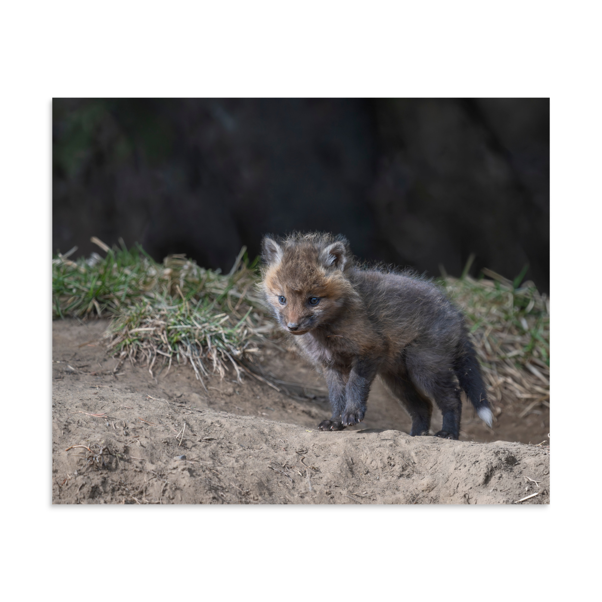 Just checking Baby Red fox! Photo paper poster - Image 24