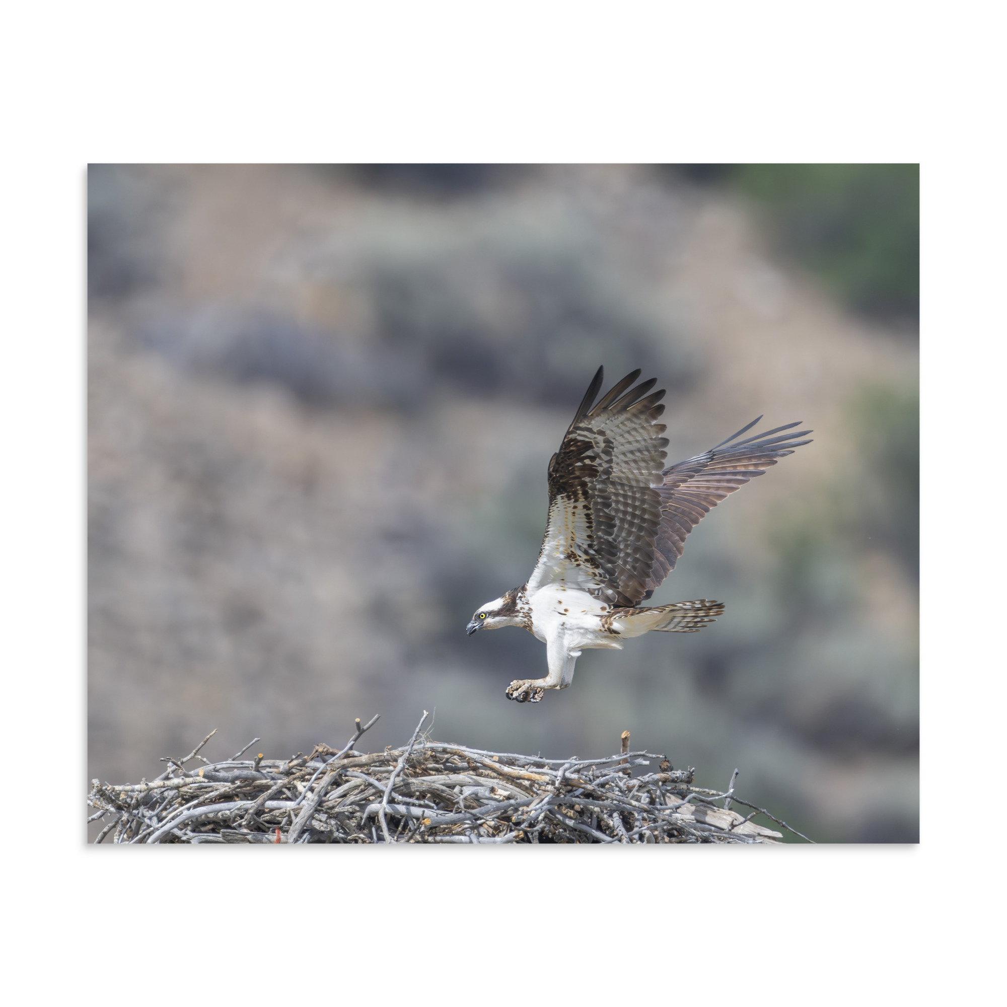 Osprey Landing on its nest! Photo paper poster - Image 24