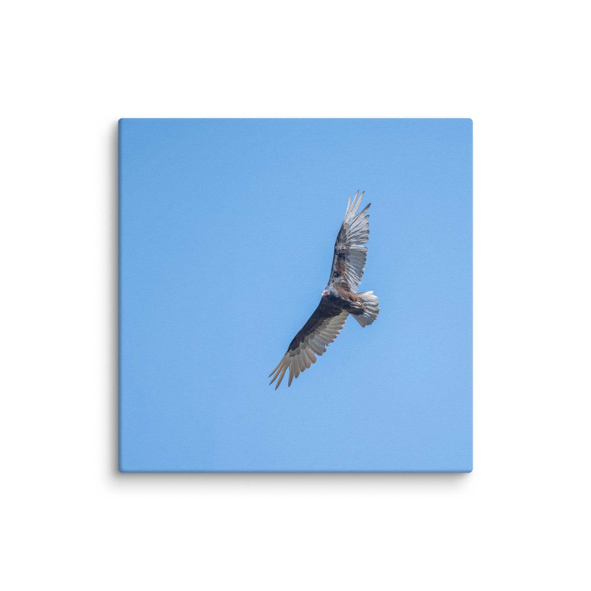 Turkey vulture in flight! Canvas - Image 2