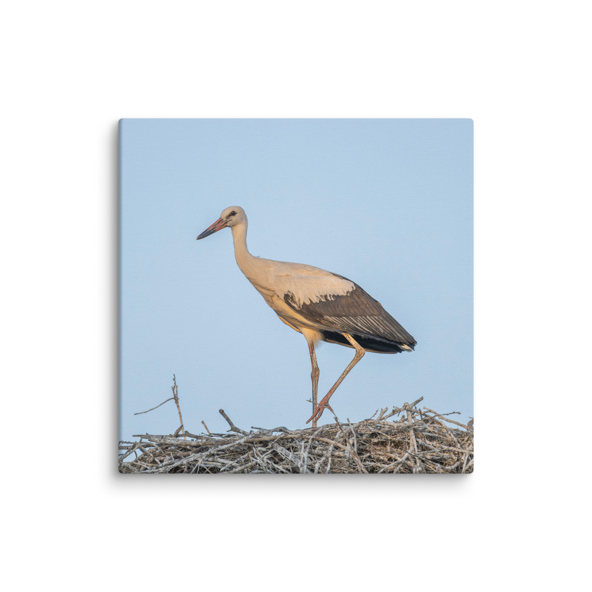 Juvenile White stork! Canvas - Image 2