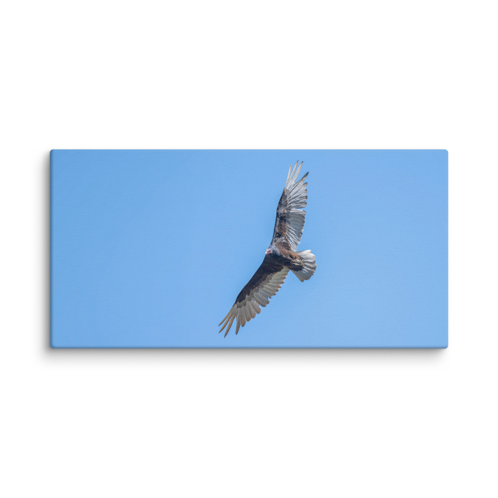 Turkey vulture in flight! Canvas - Image 3