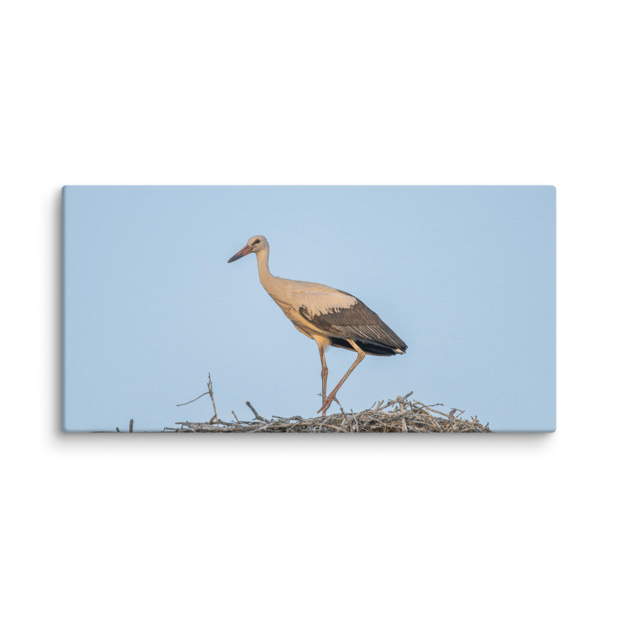 Juvenile White stork! Canvas - Image 3
