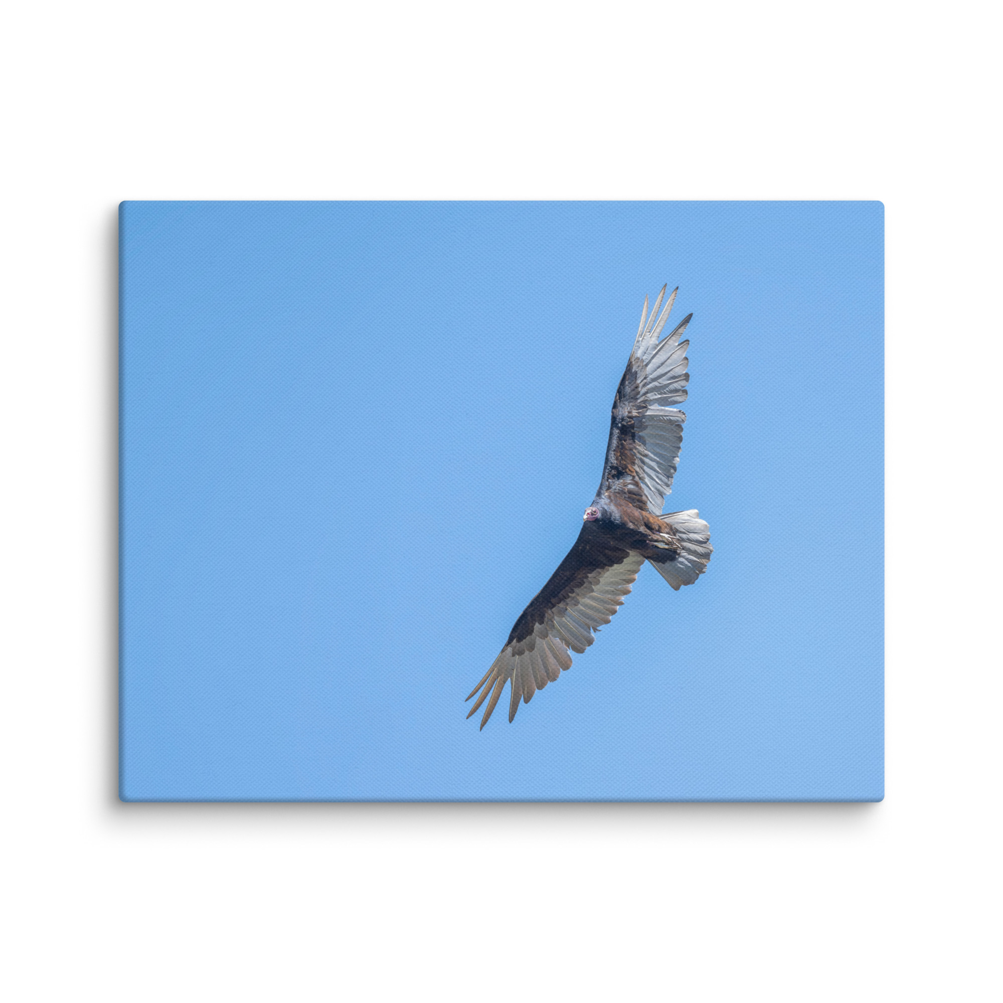 Turkey vulture in flight! Canvas - Image 4