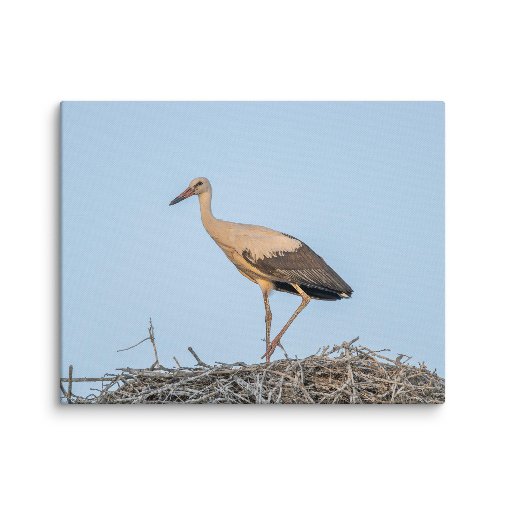 Juvenile White stork! Canvas - Image 4