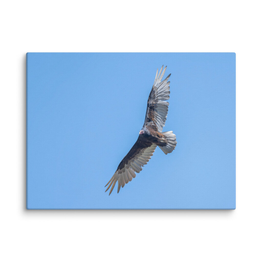 Turkey vulture in flight! Canvas