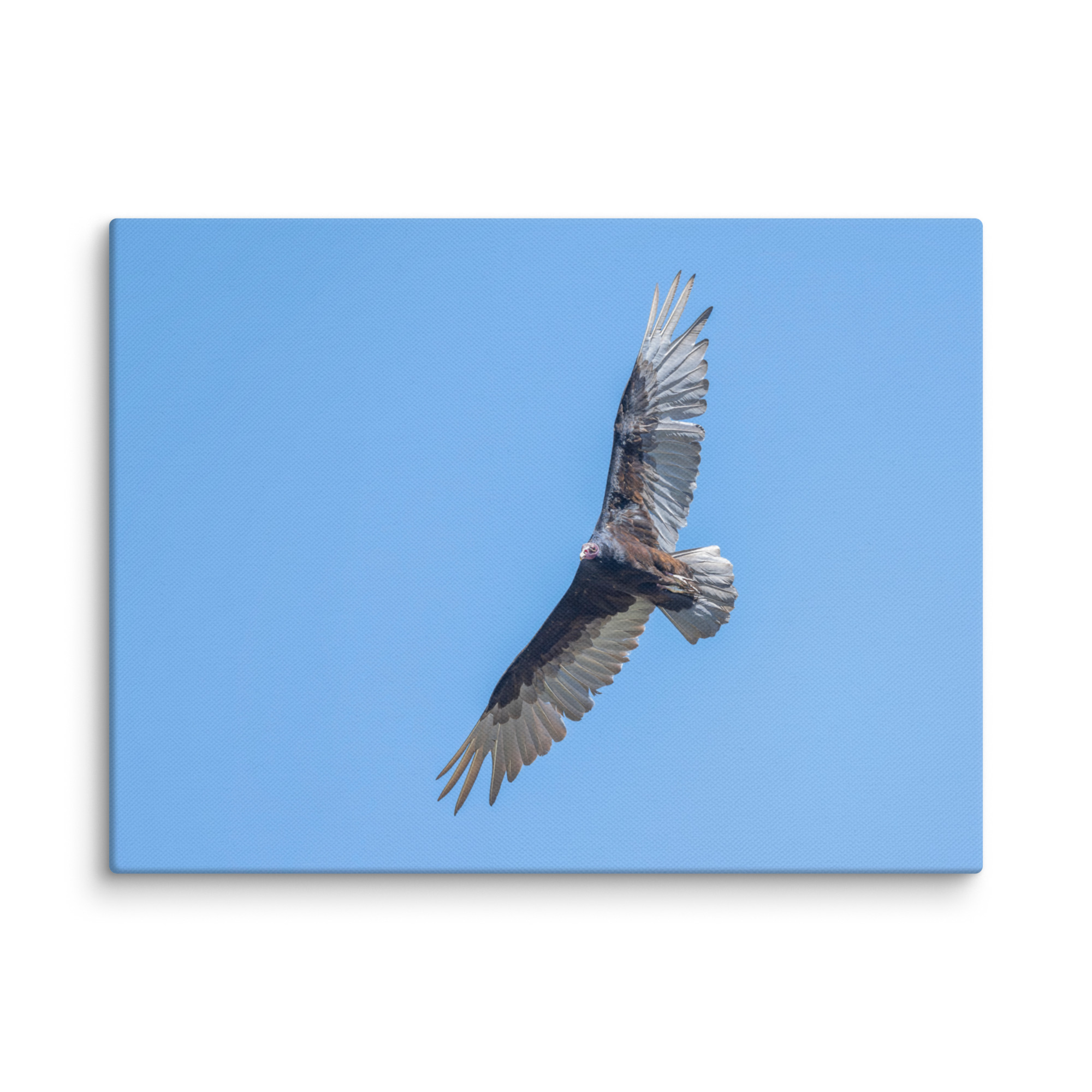 Turkey vulture in flight! Canvas