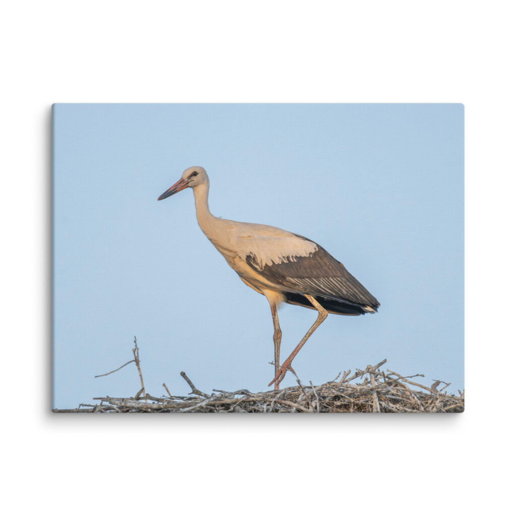 Juvenile White stork! Canvas