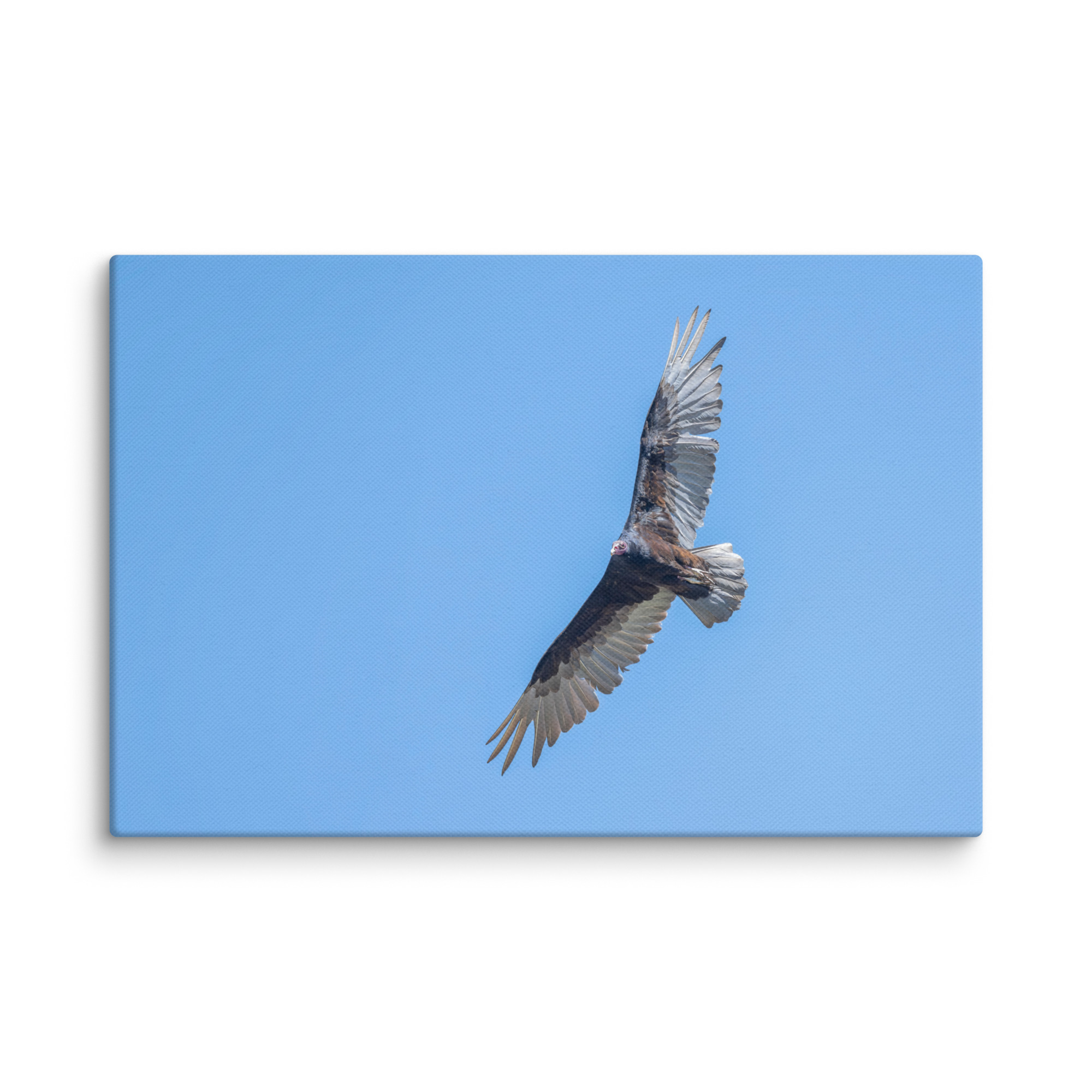Turkey vulture in flight! Canvas - Image 5
