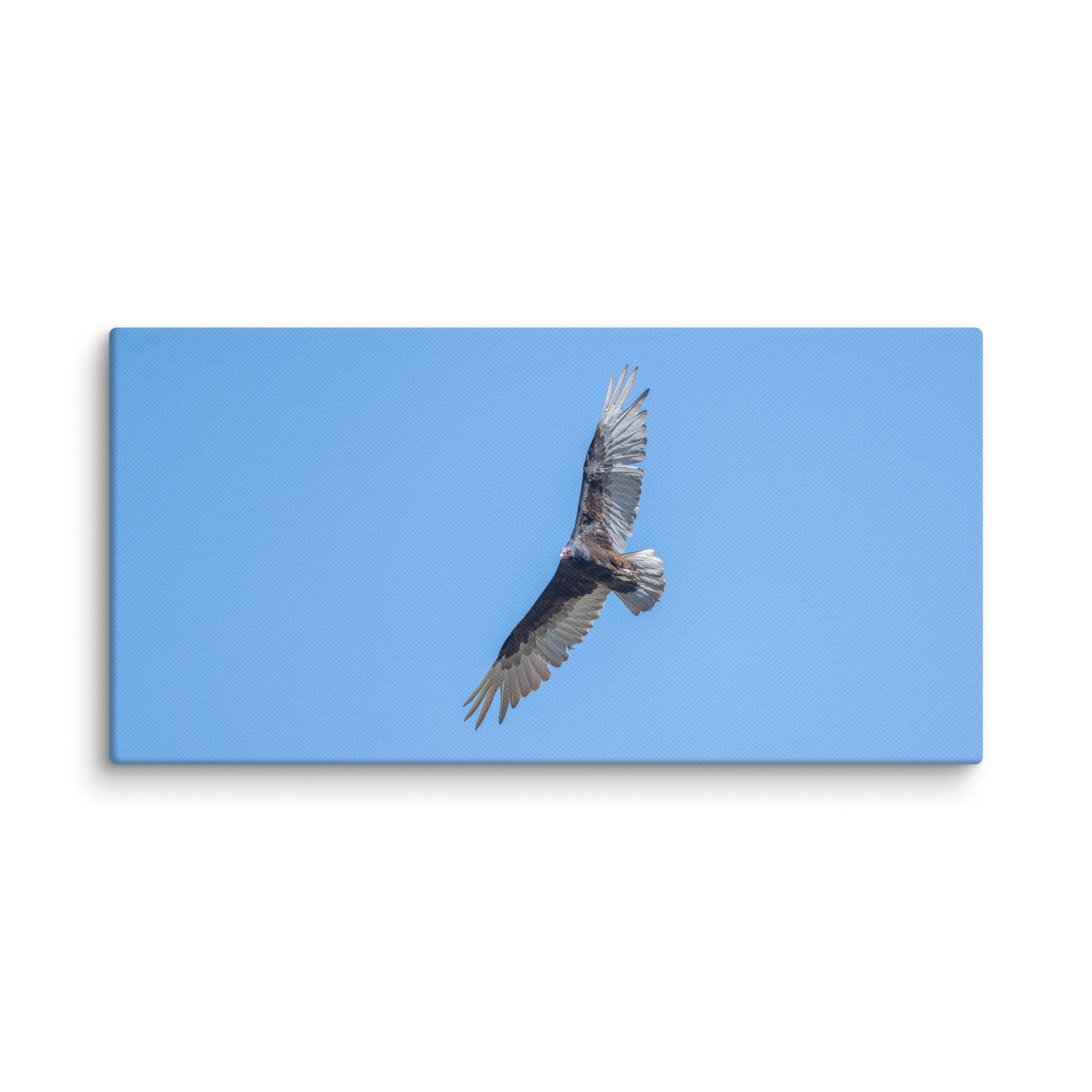 Turkey vulture in flight! Canvas - Image 6