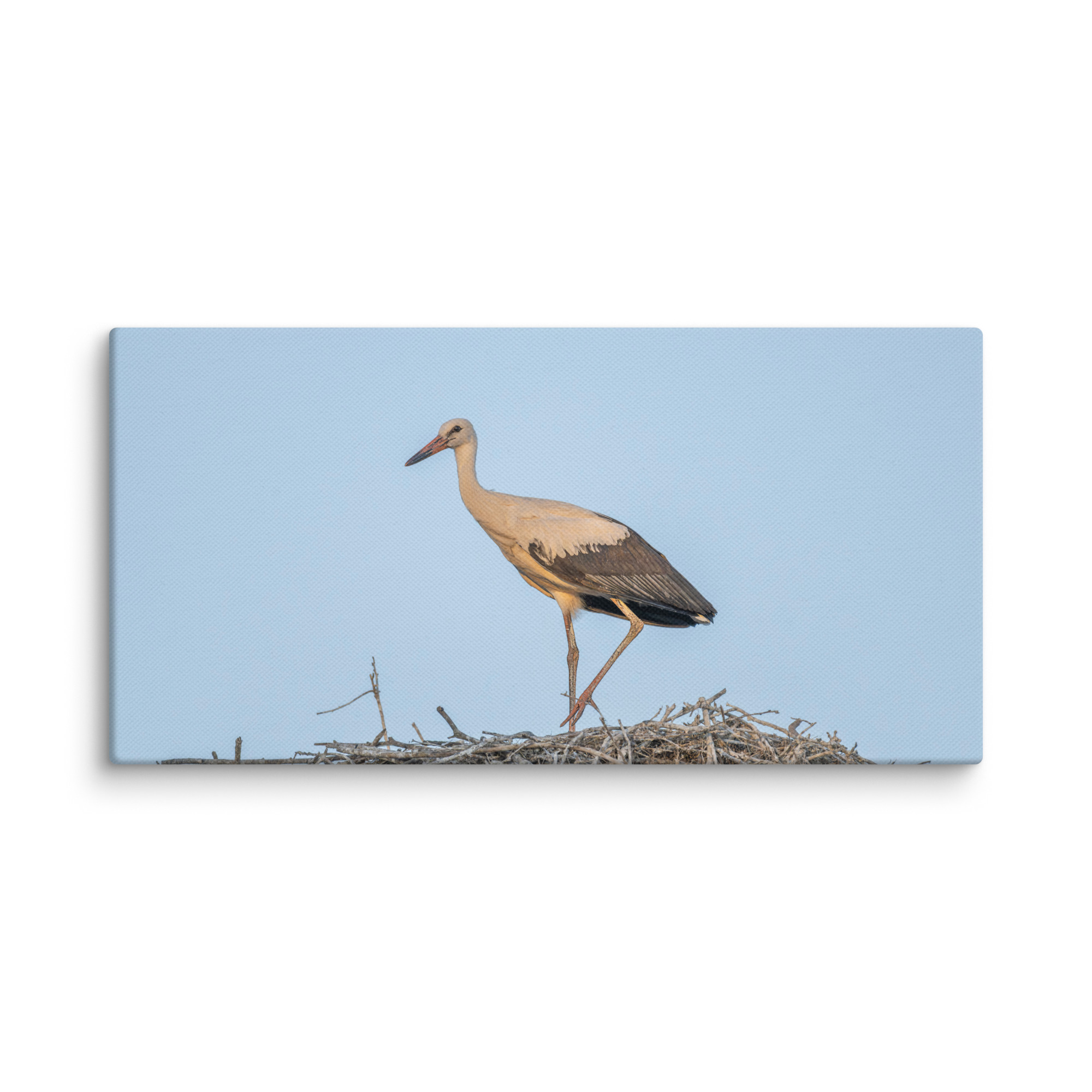 Juvenile White stork! Canvas - Image 6