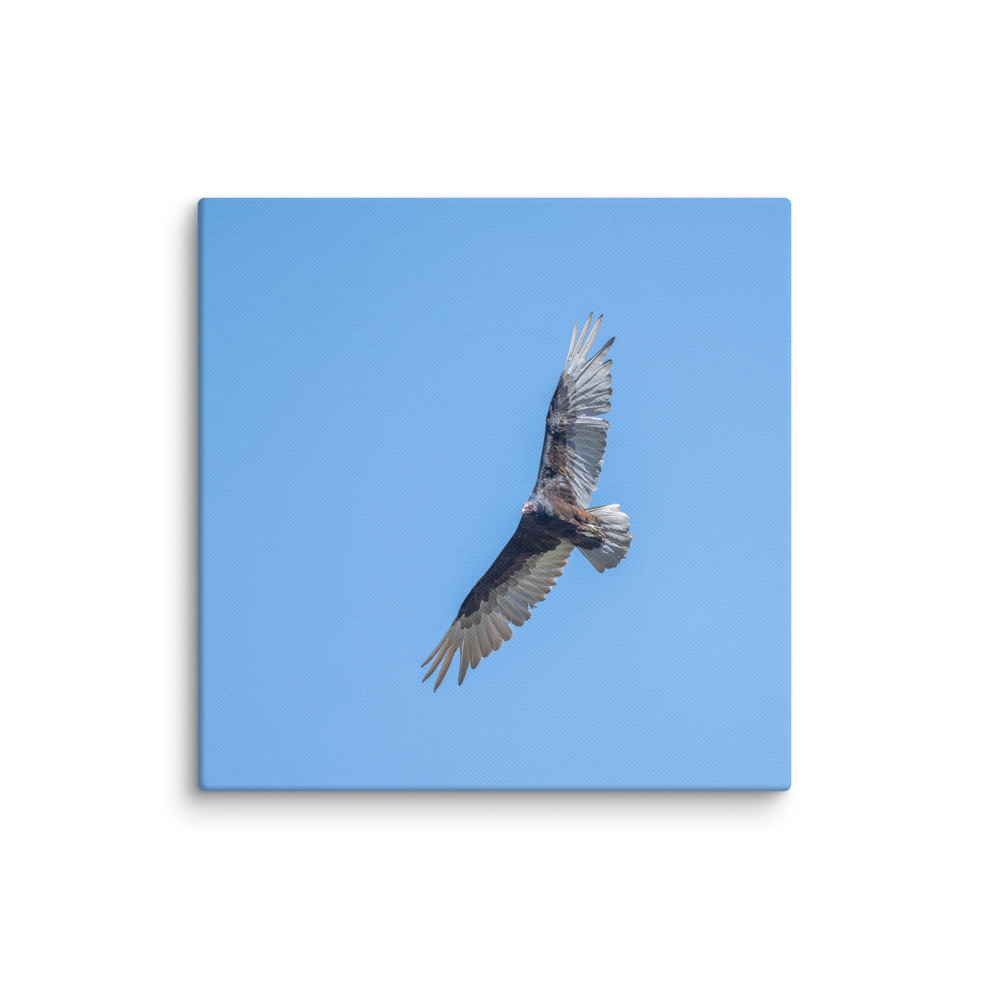 Turkey vulture in flight! Canvas - Image 7