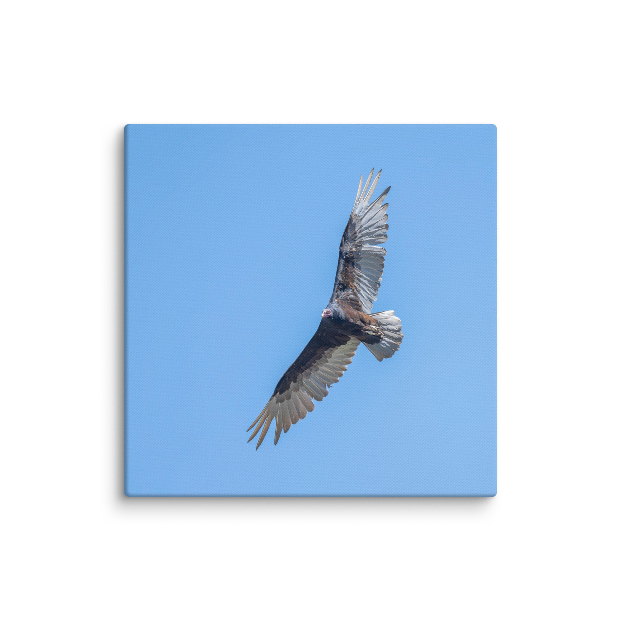 Turkey vulture in flight! Canvas - Image 26