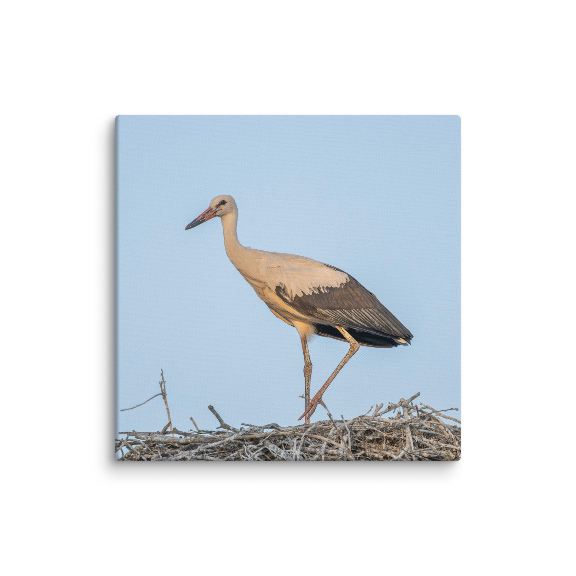 Juvenile White stork! Canvas - Image 26