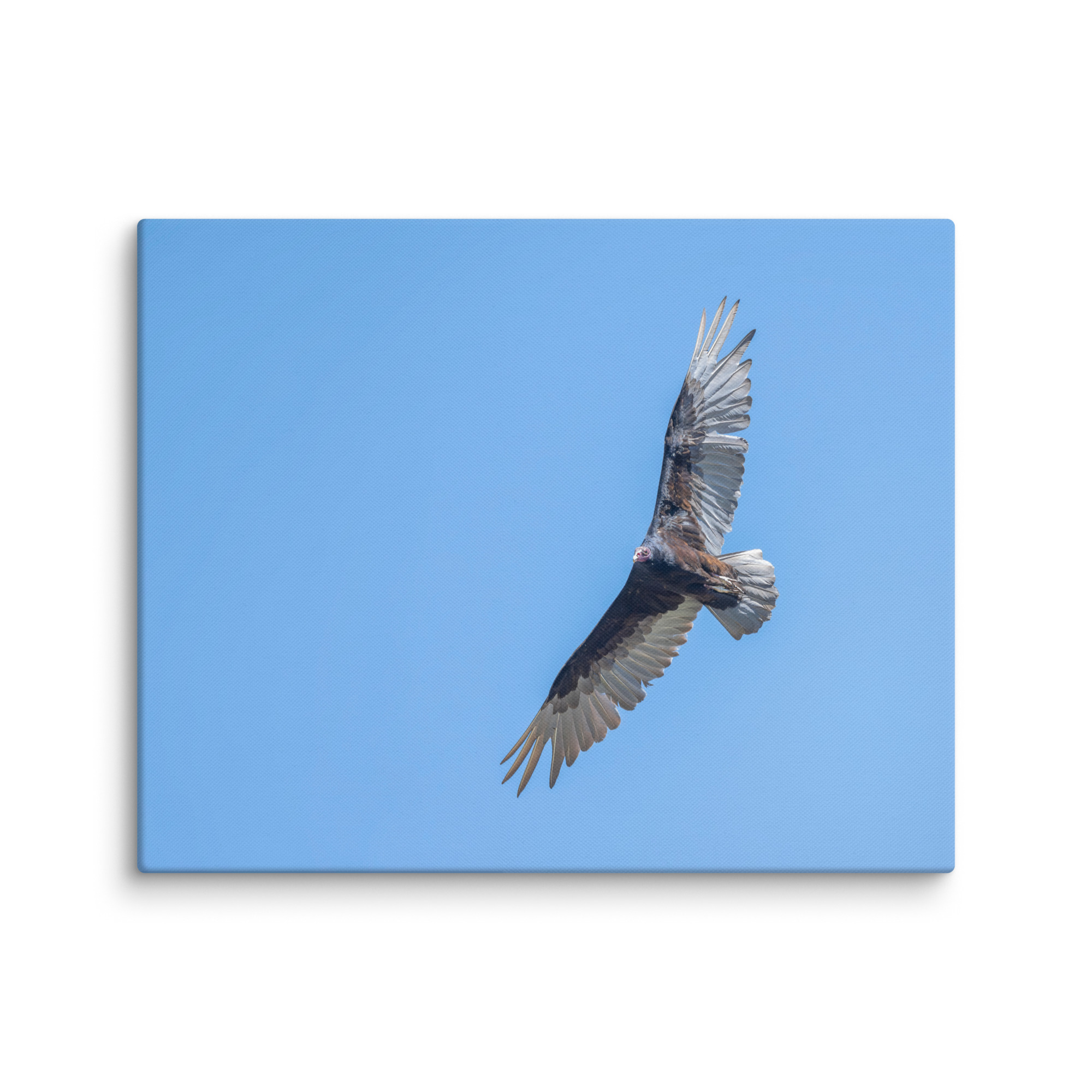 Turkey vulture in flight! Canvas - Image 27