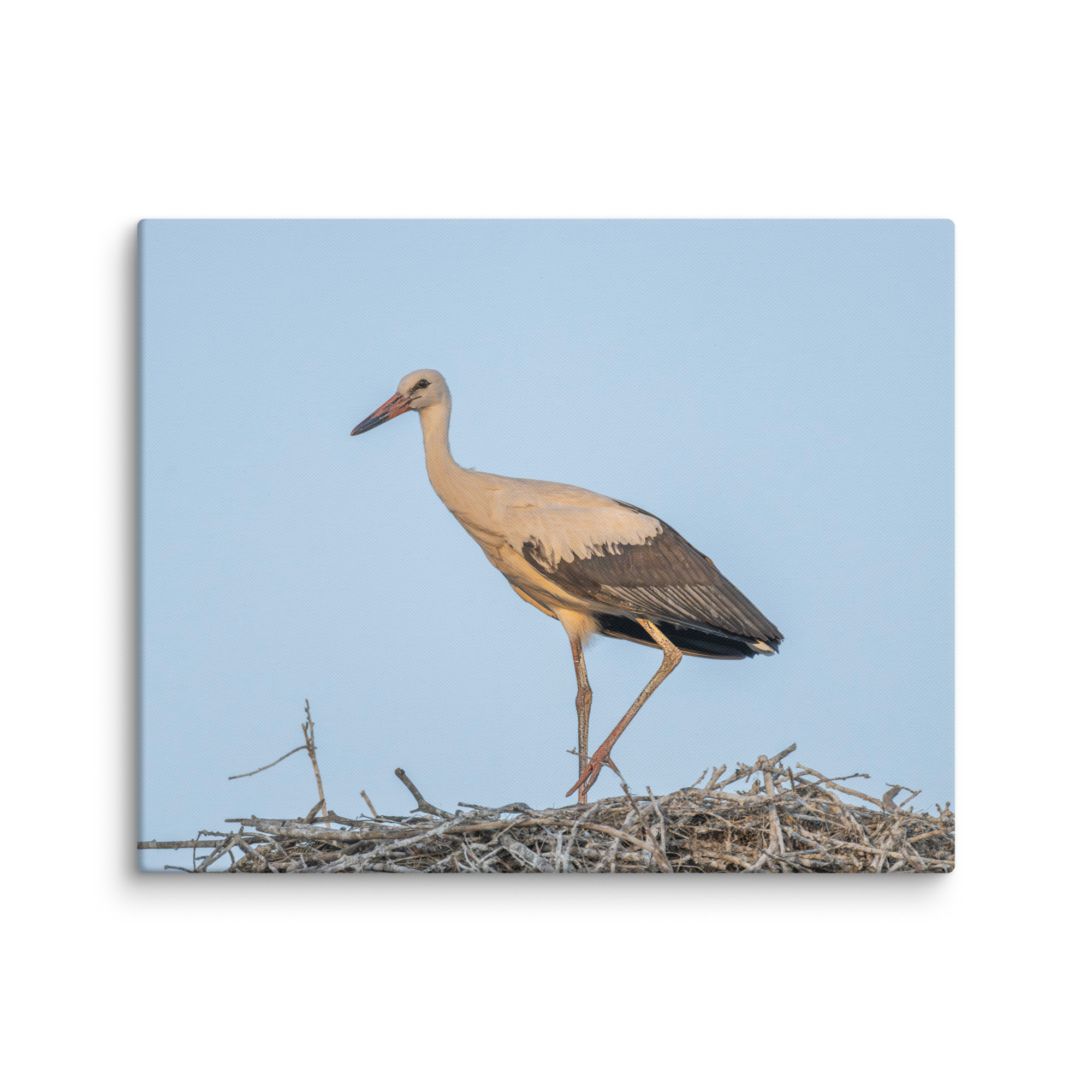 Juvenile White stork! Canvas - Image 27