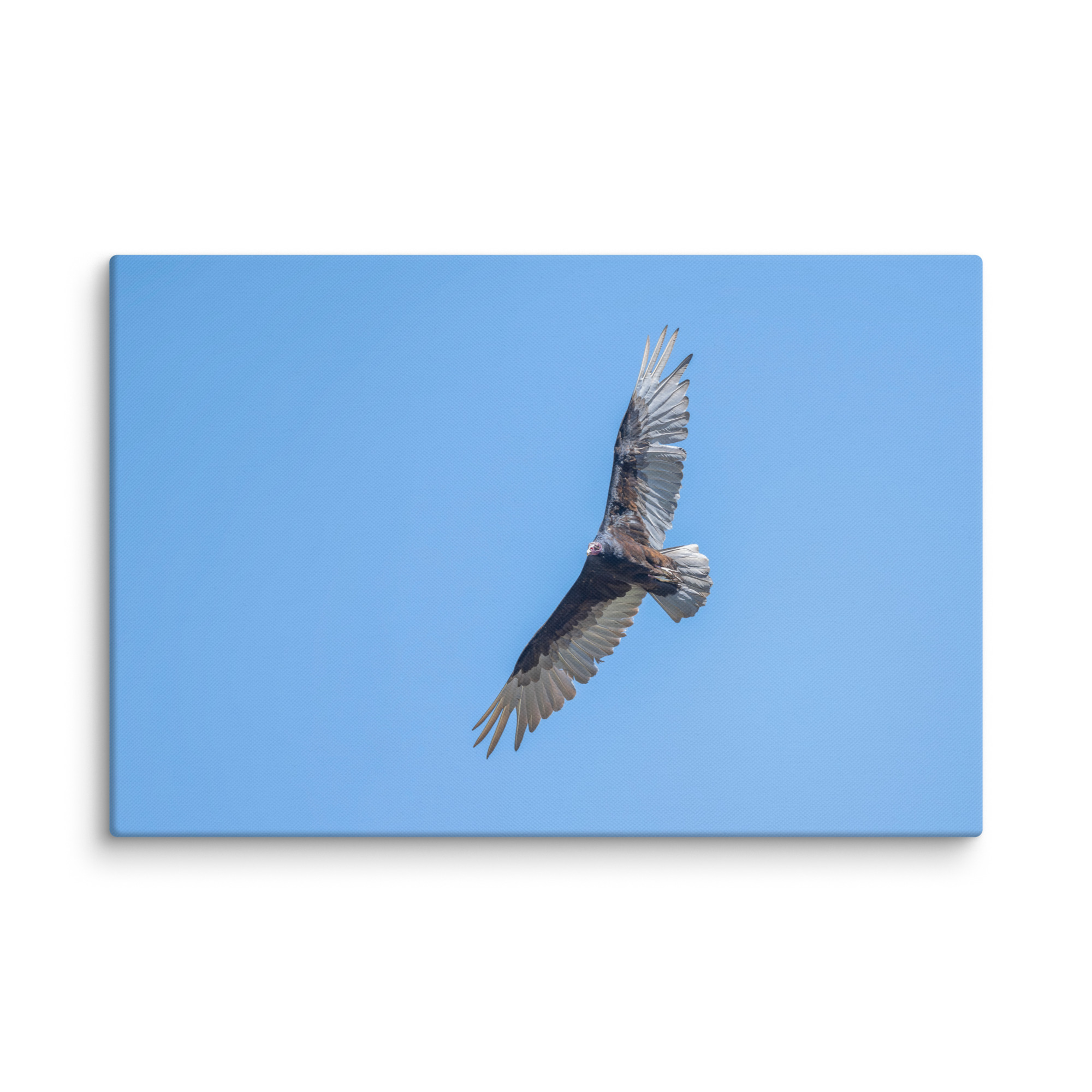 Turkey vulture in flight! Canvas - Image 8