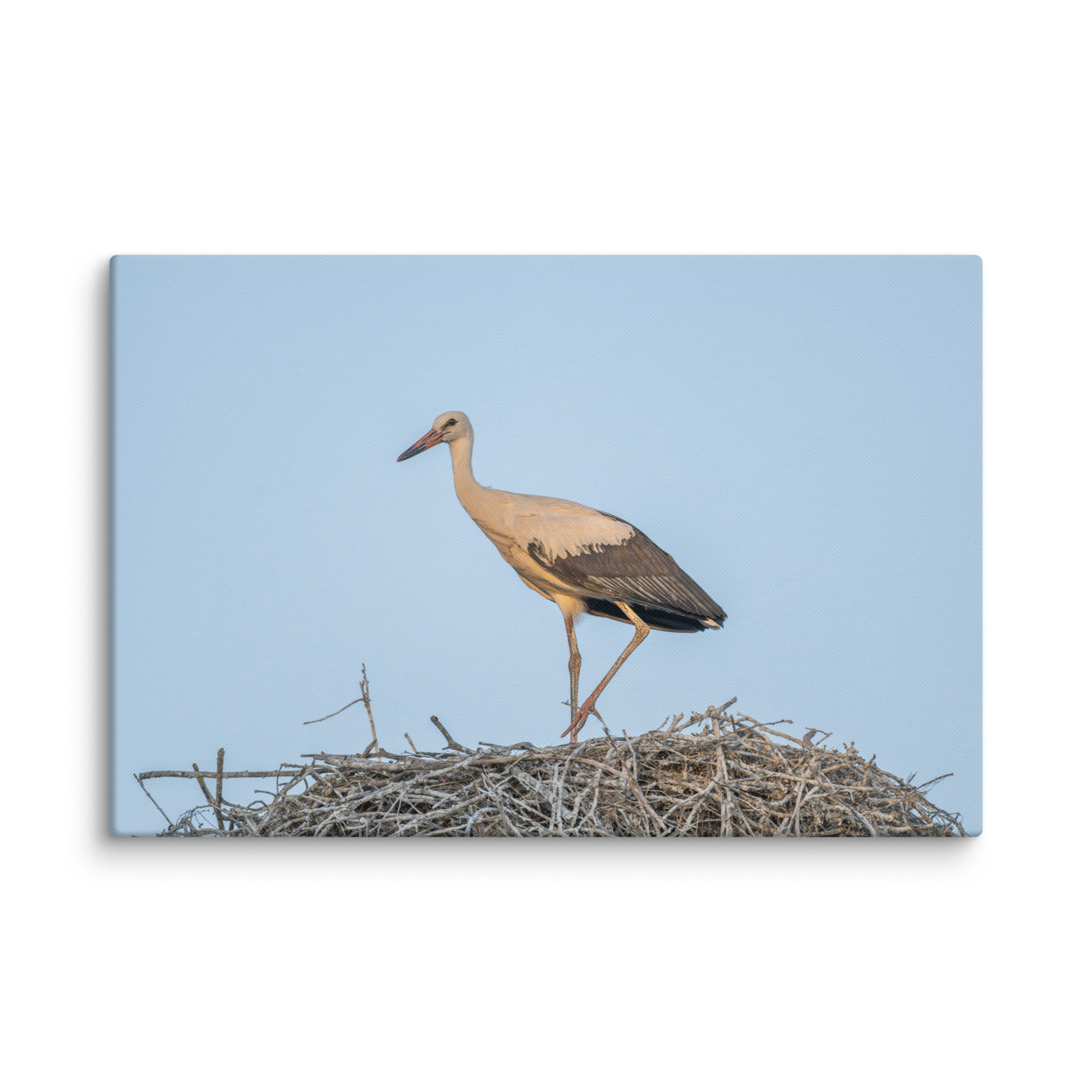 Juvenile White stork! Canvas - Image 8