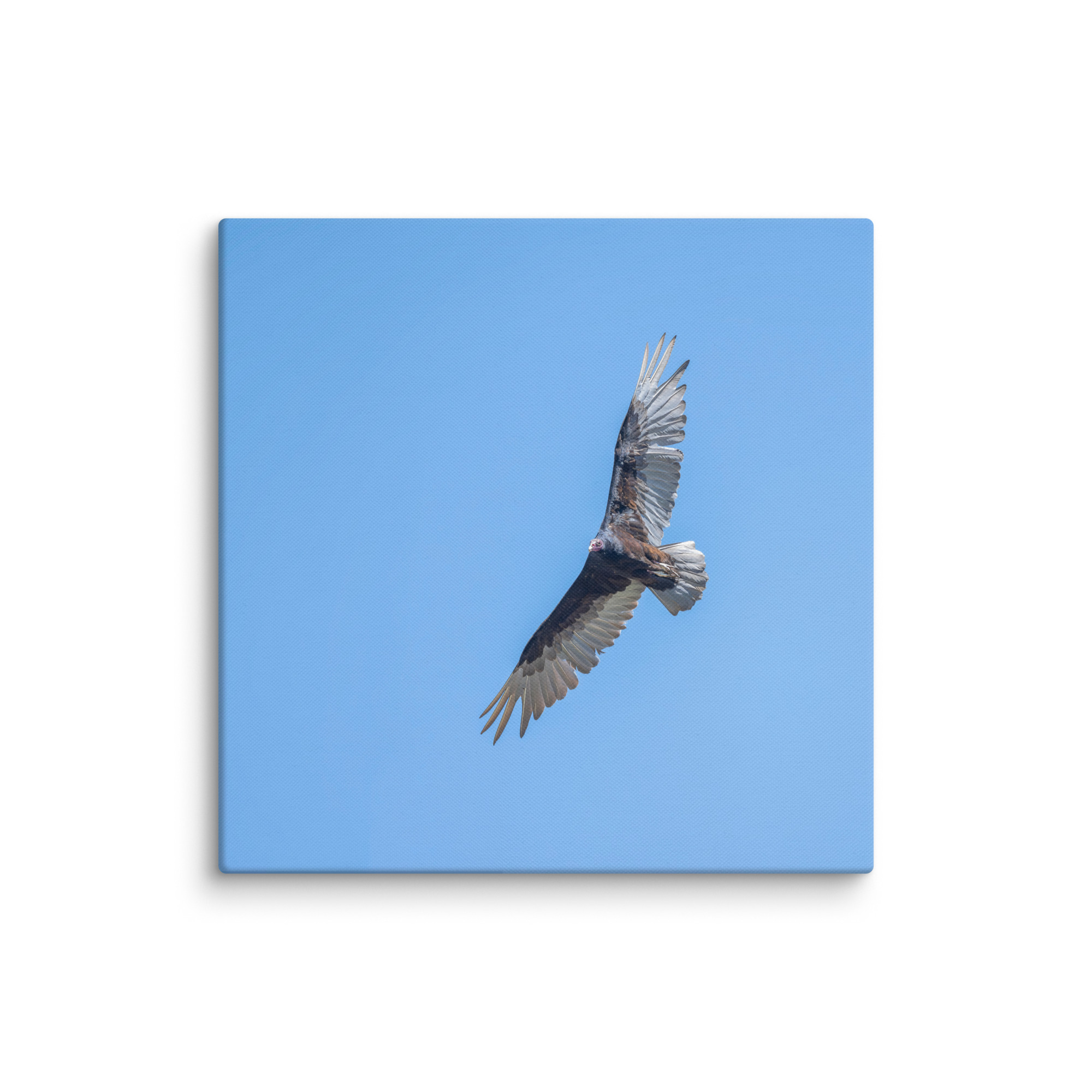 Turkey vulture in flight! Canvas - Image 9