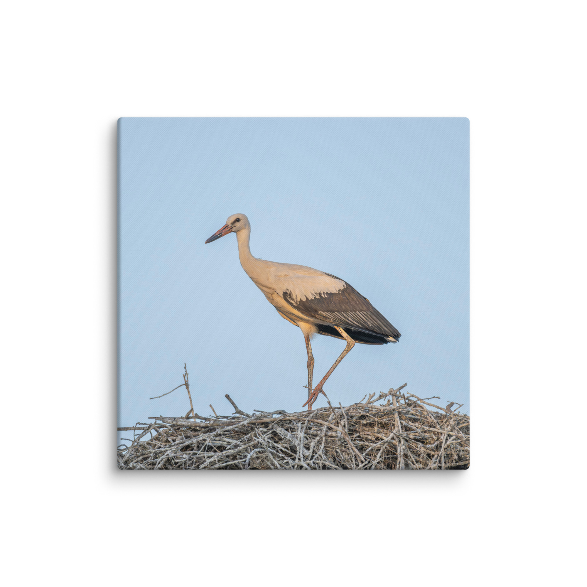 Juvenile White stork! Canvas - Image 9