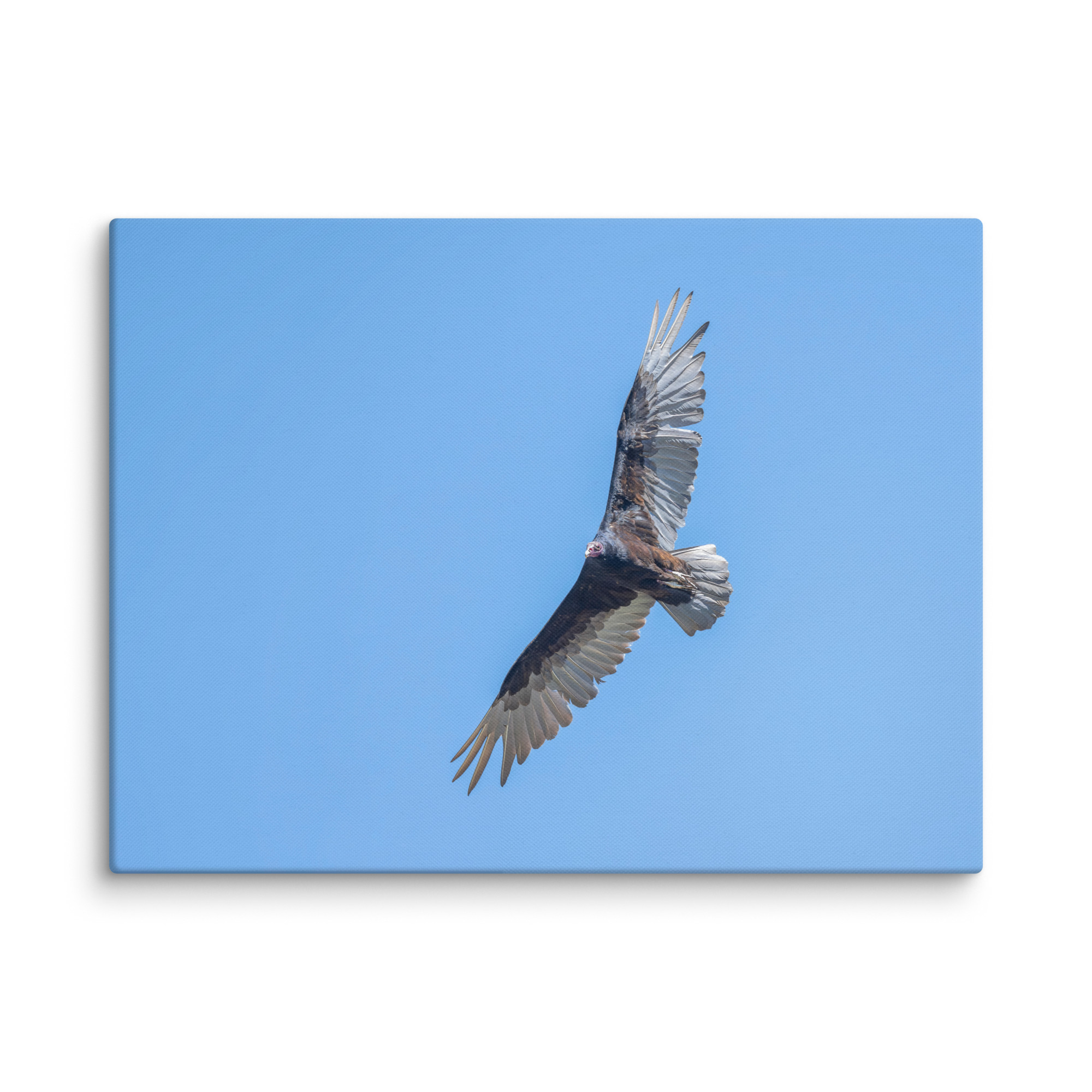 Turkey vulture in flight! Canvas - Image 28