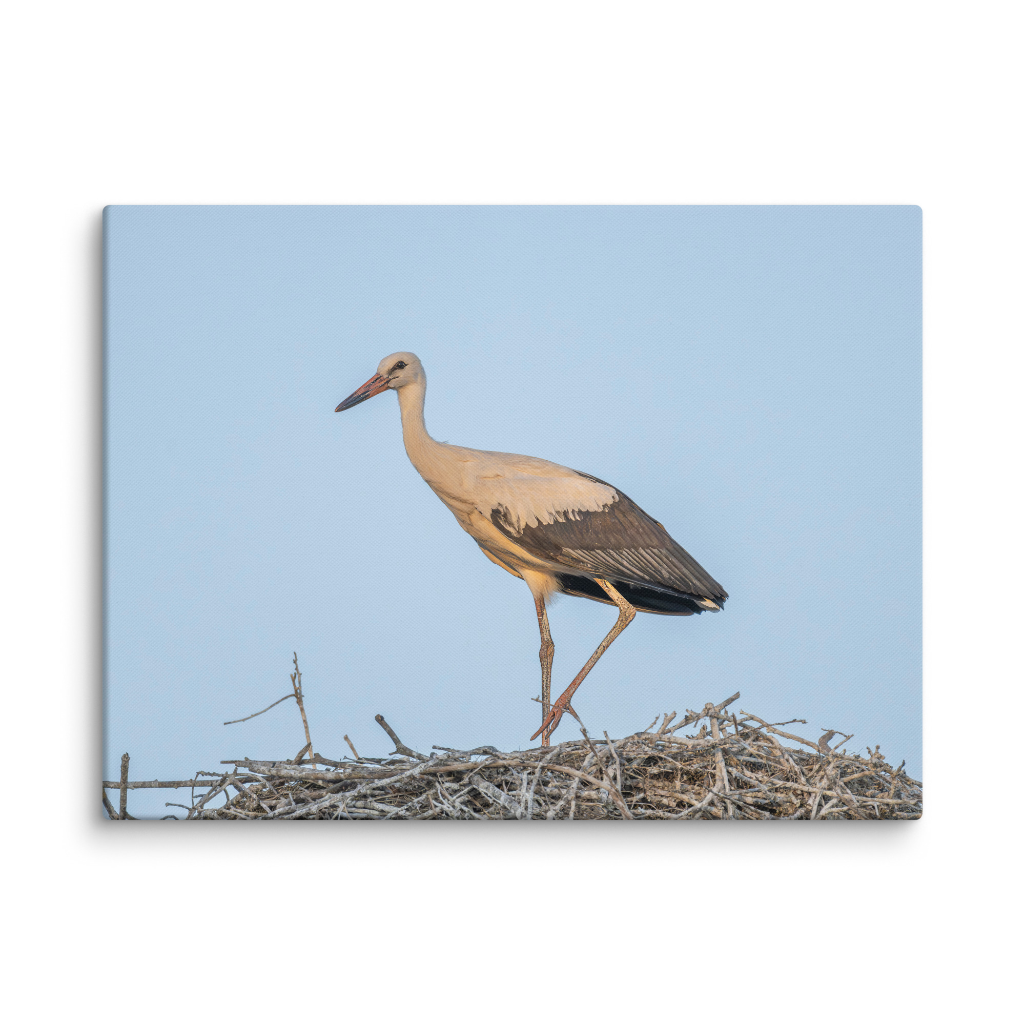 Juvenile White stork! Canvas - Image 28