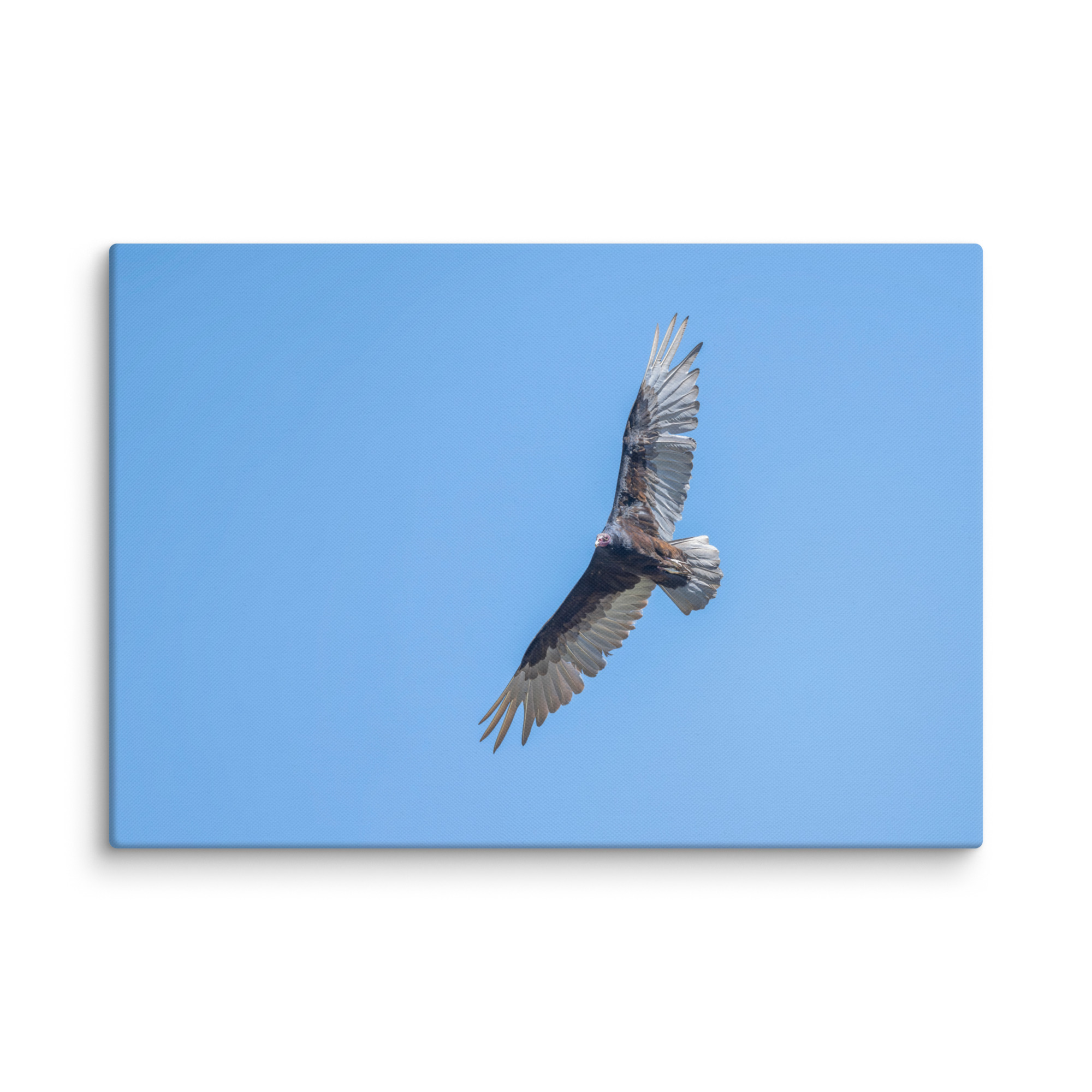 Turkey vulture in flight! Canvas - Image 10