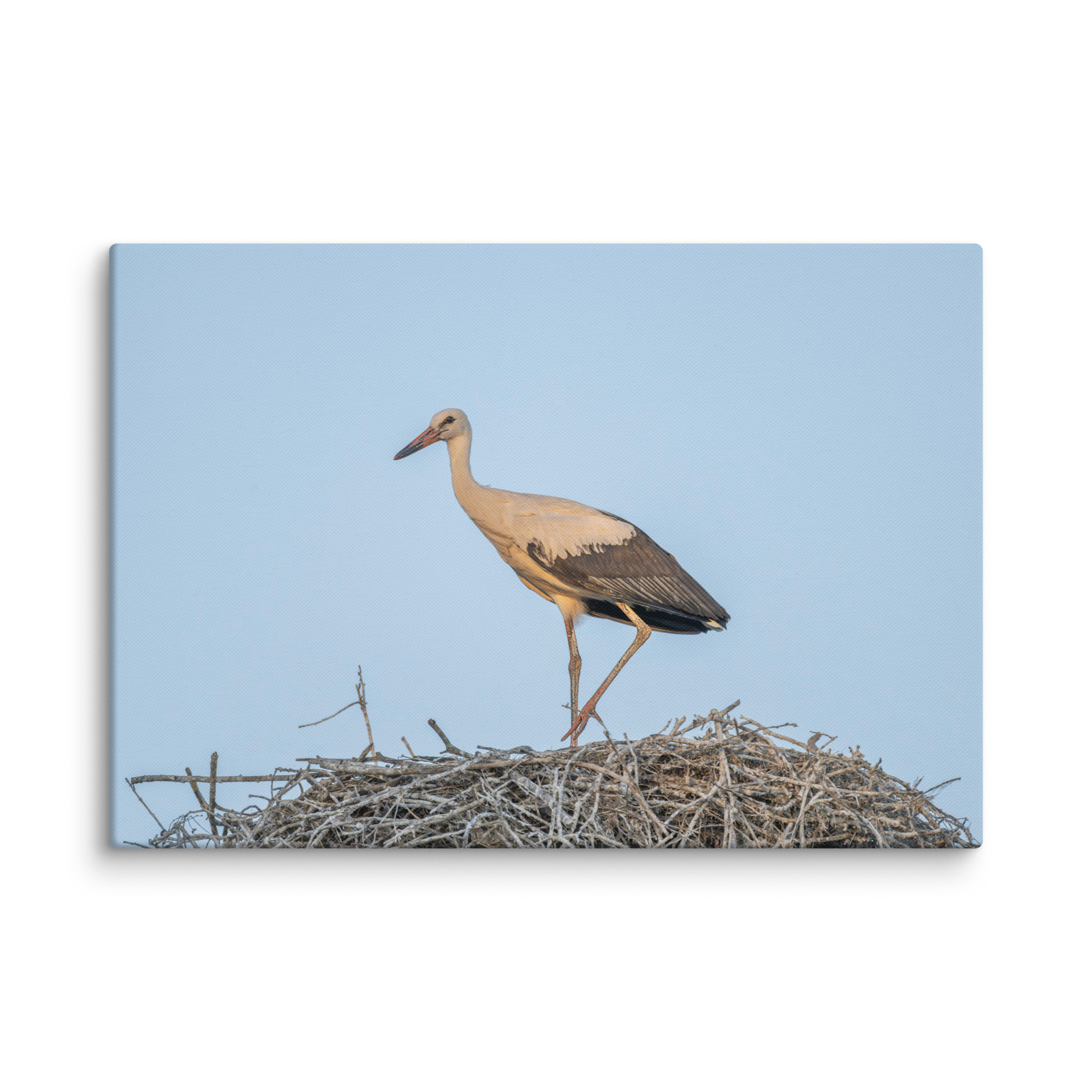Juvenile White stork! Canvas - Image 10