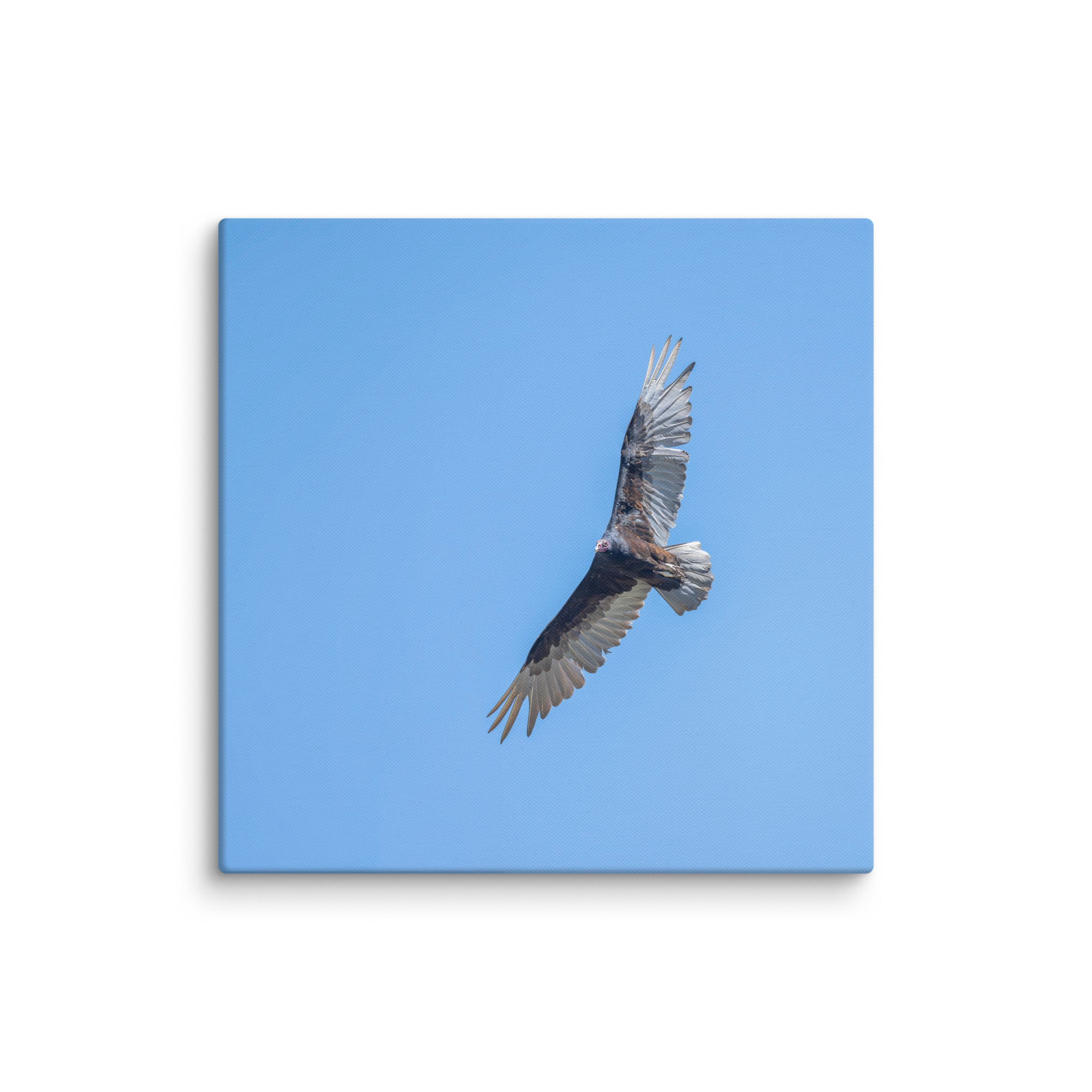 Turkey vulture in flight! Canvas - Image 11