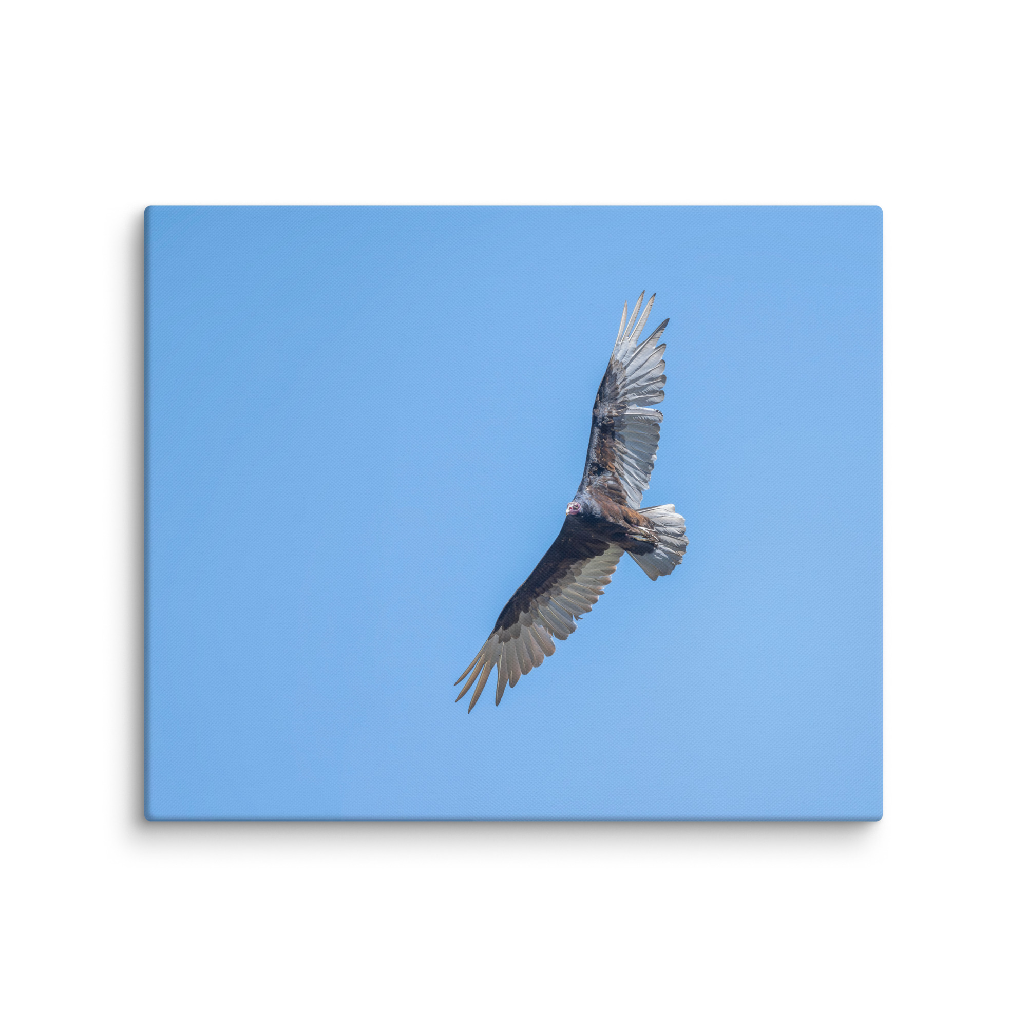 Turkey vulture in flight! Canvas - Image 12