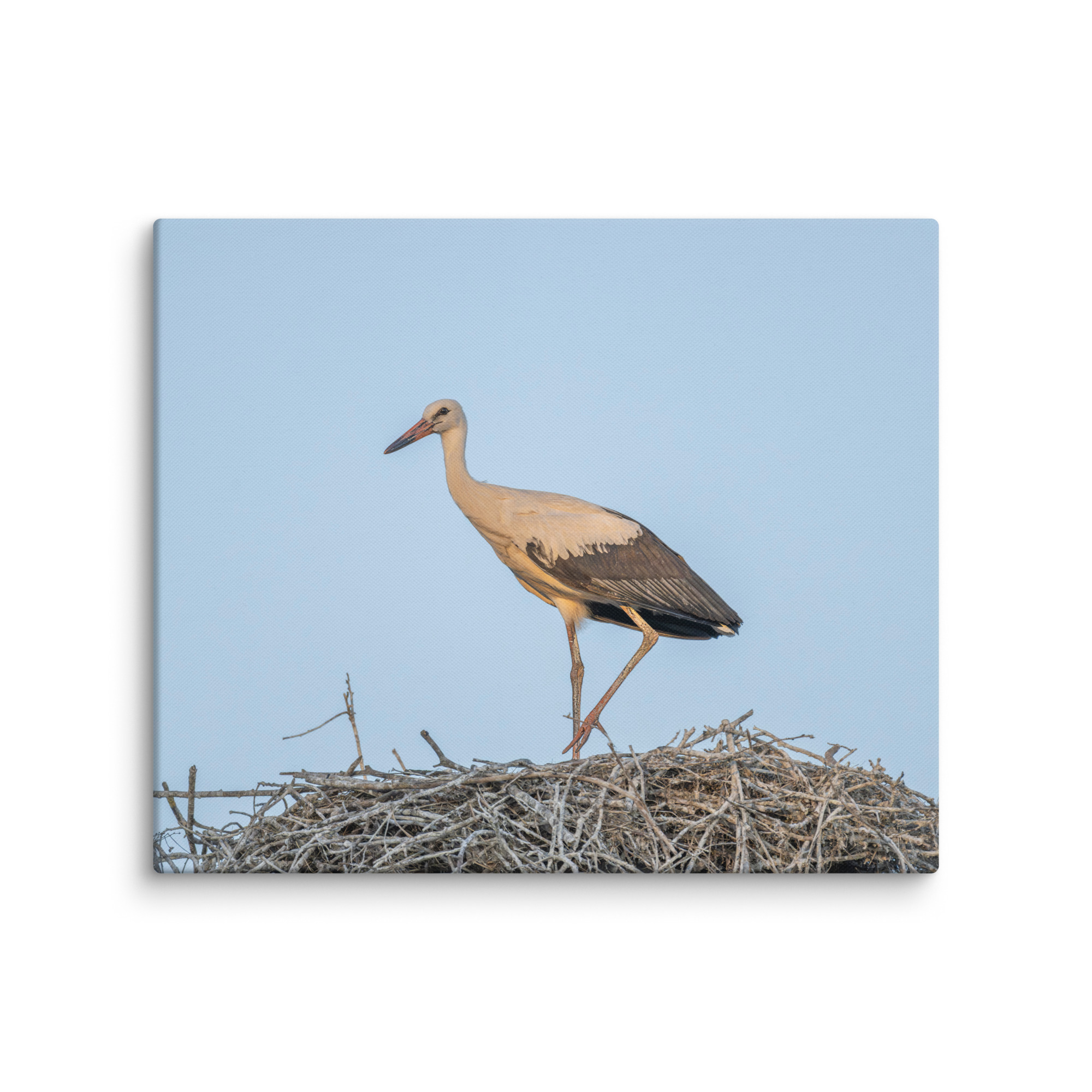 Juvenile White stork! Canvas - Image 12