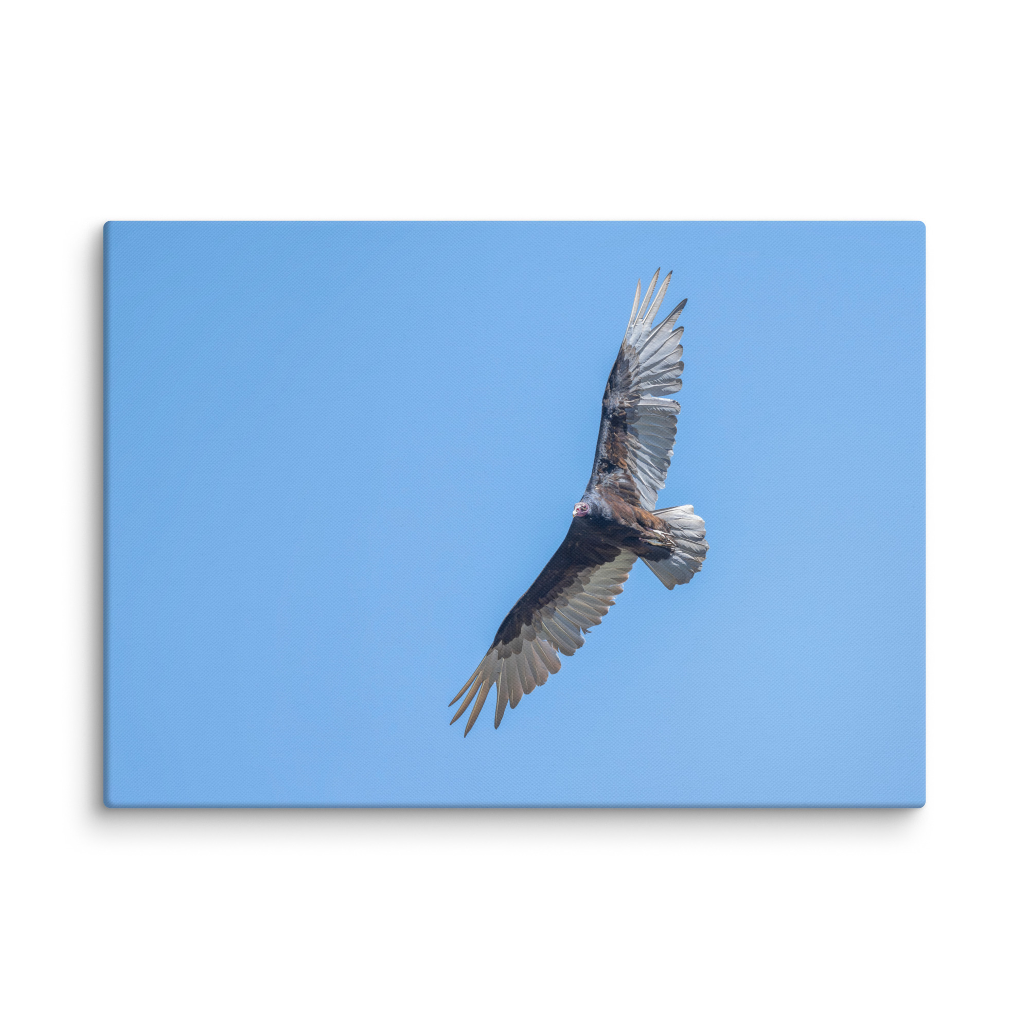 Turkey vulture in flight! Canvas - Image 13