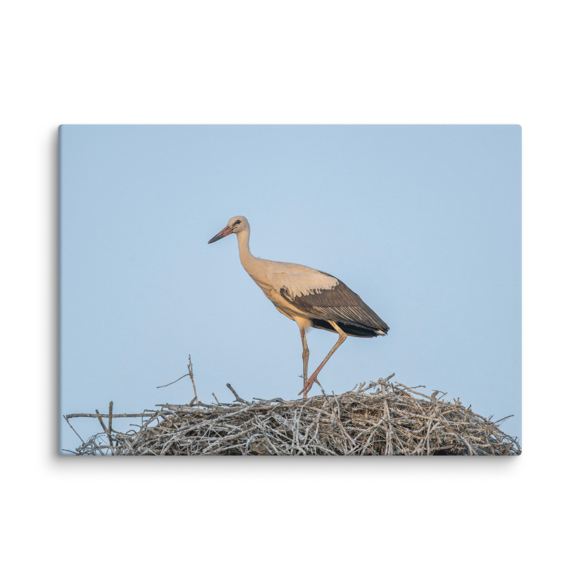Juvenile White stork! Canvas - Image 13