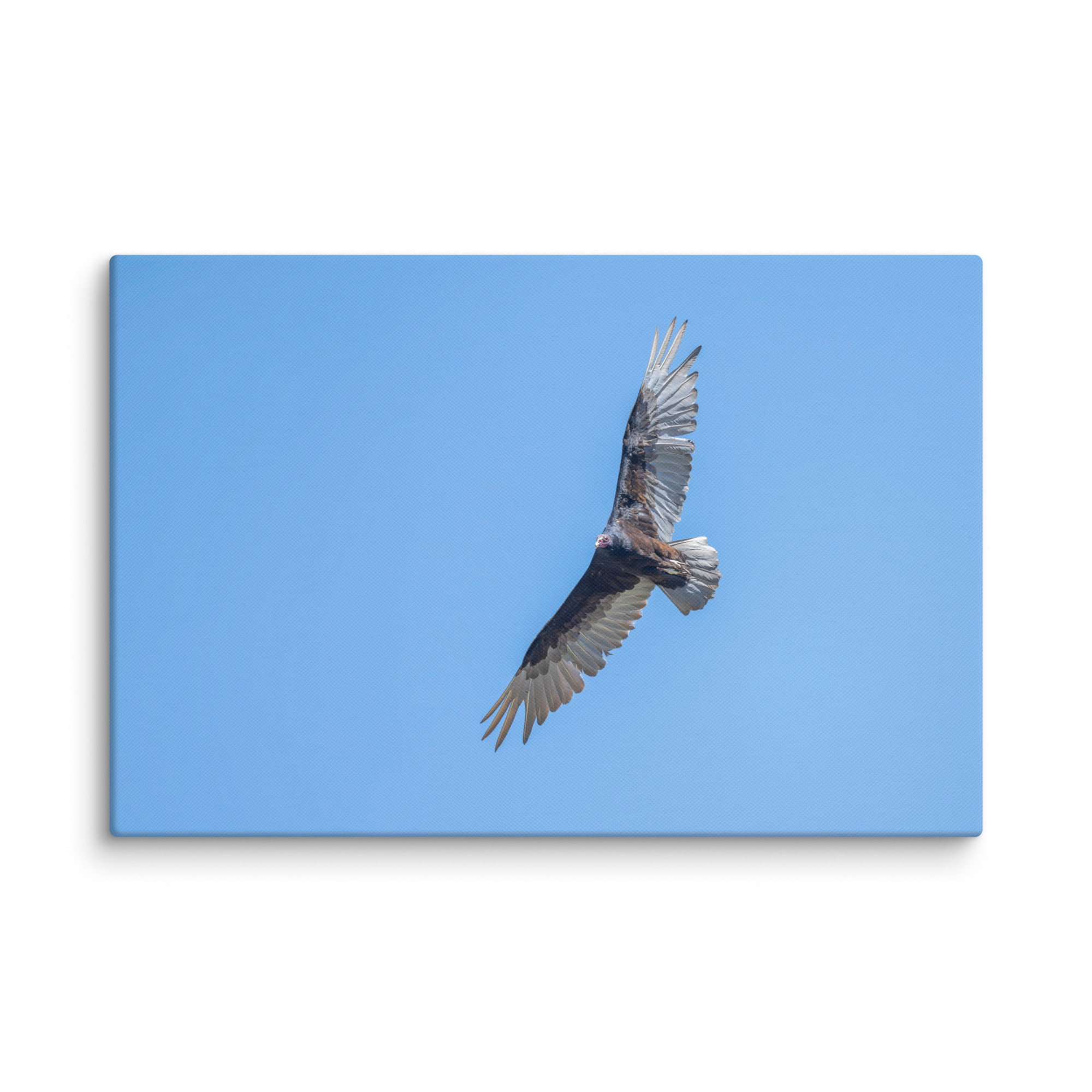 Turkey vulture in flight! Canvas - Image 14
