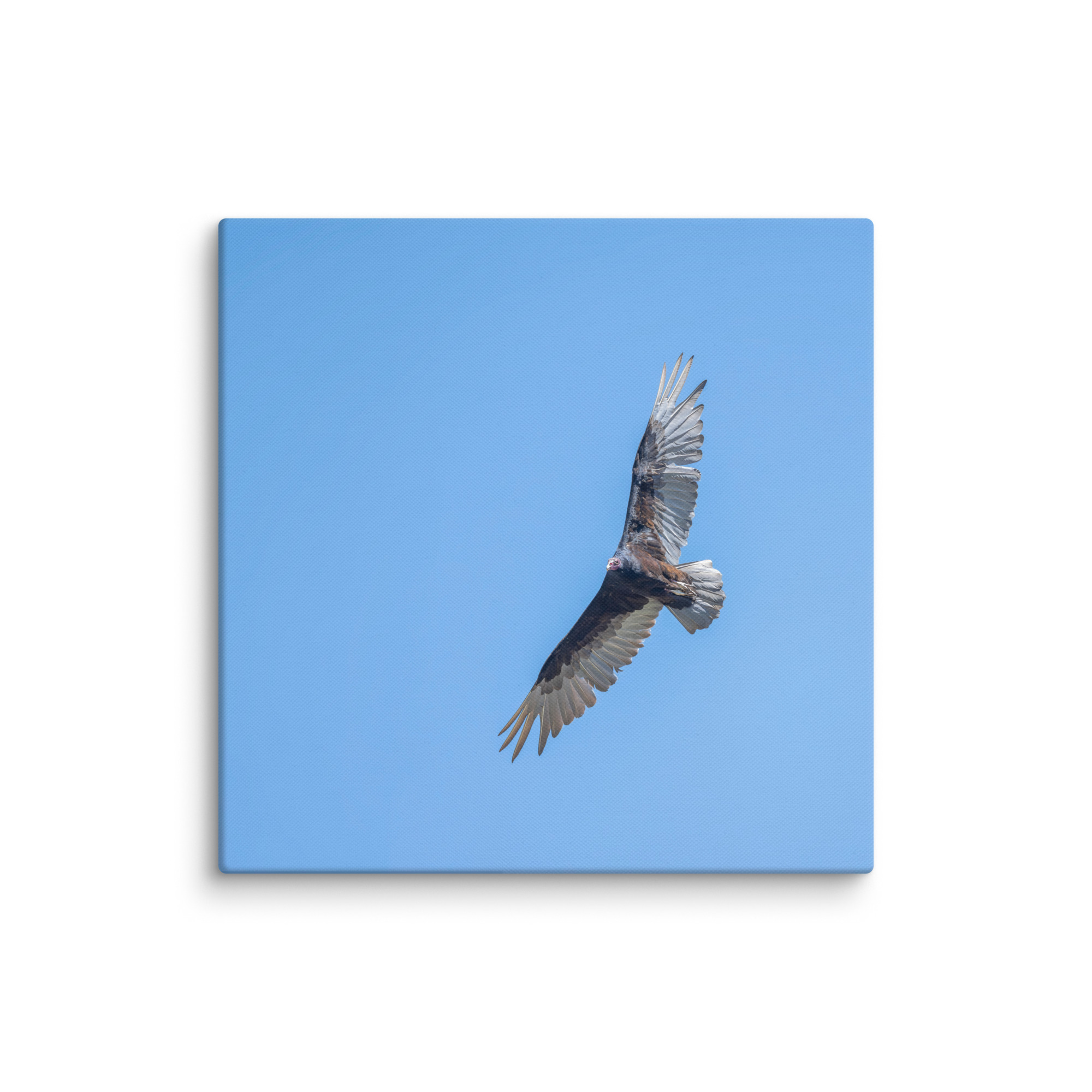 Turkey vulture in flight! Canvas - Image 15