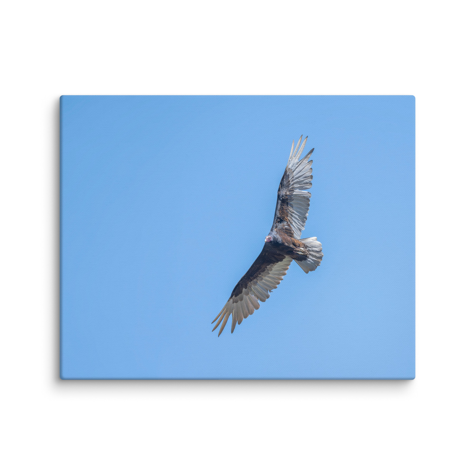 Turkey vulture in flight! Canvas - Image 16