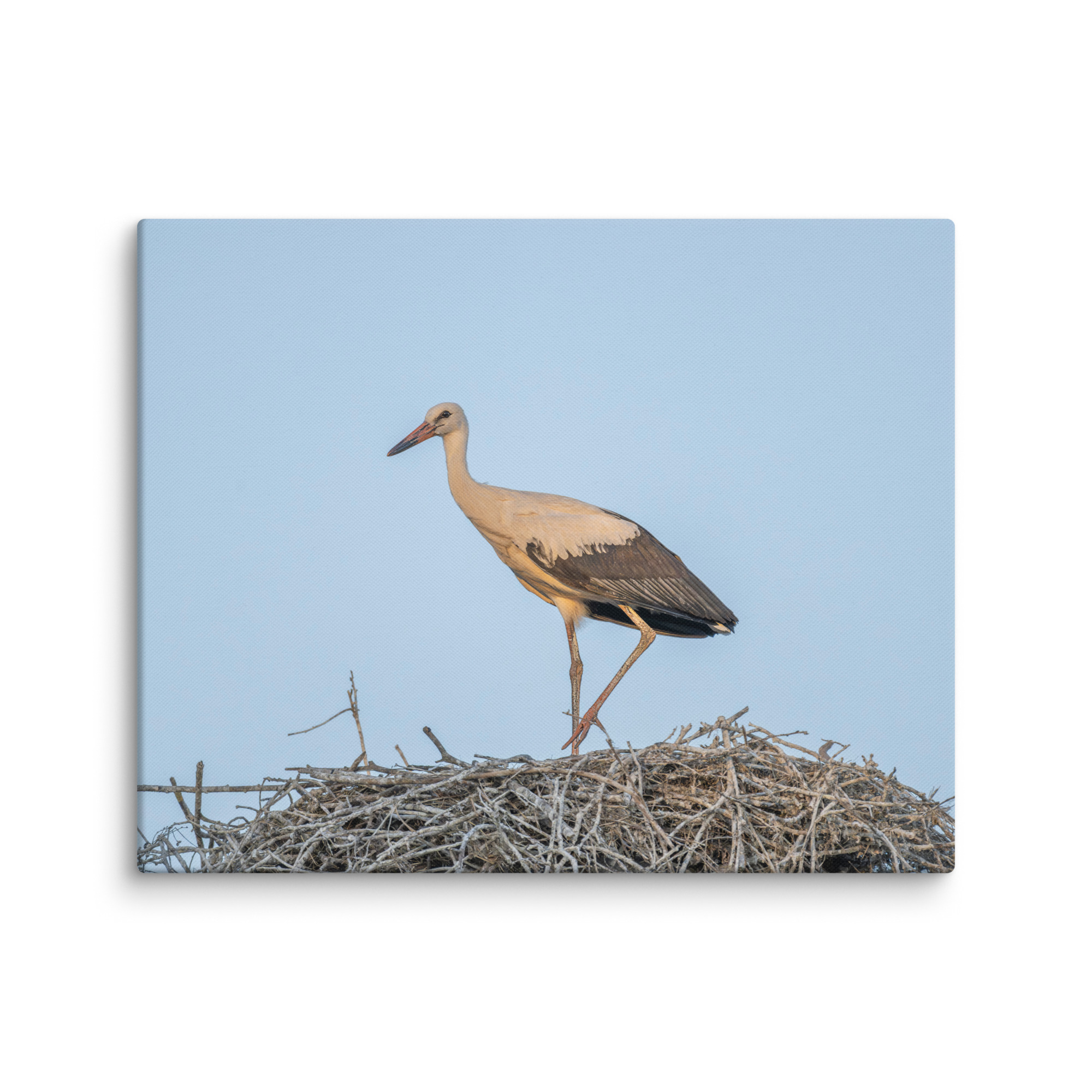 Juvenile White stork! Canvas - Image 16