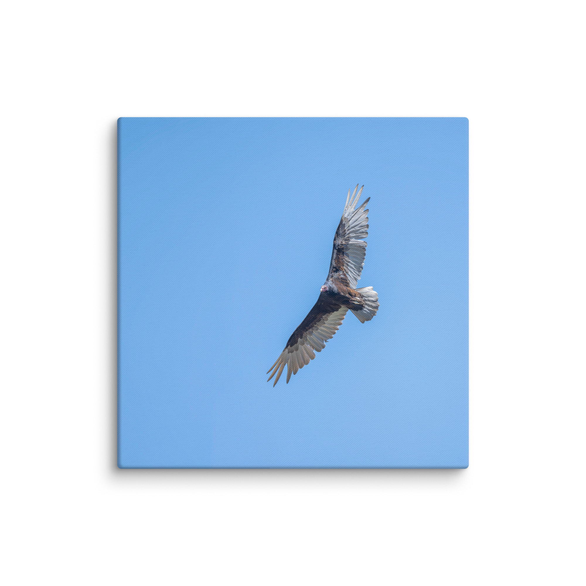 Turkey vulture in flight! Canvas - Image 17