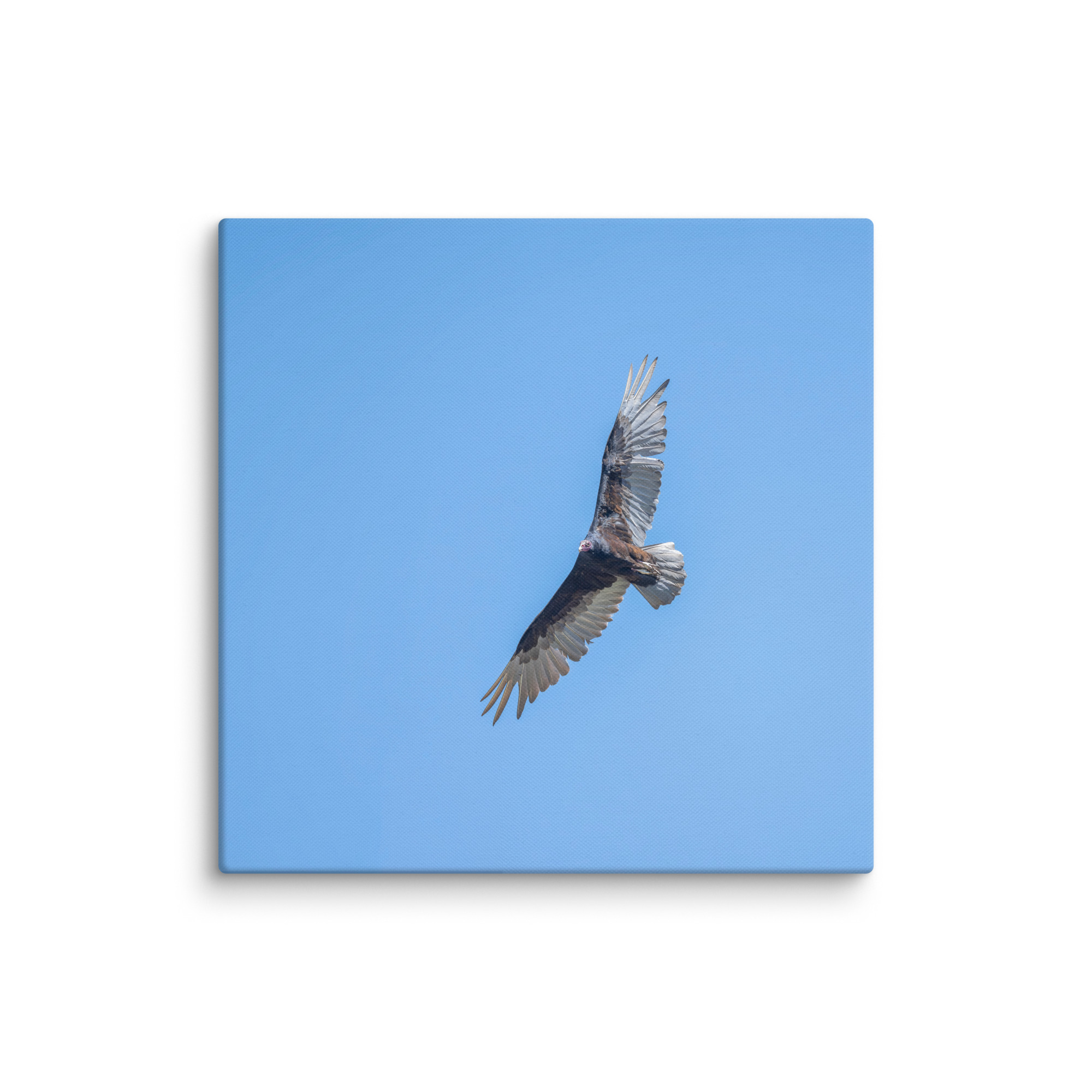 Turkey vulture in flight! Canvas - Image 18