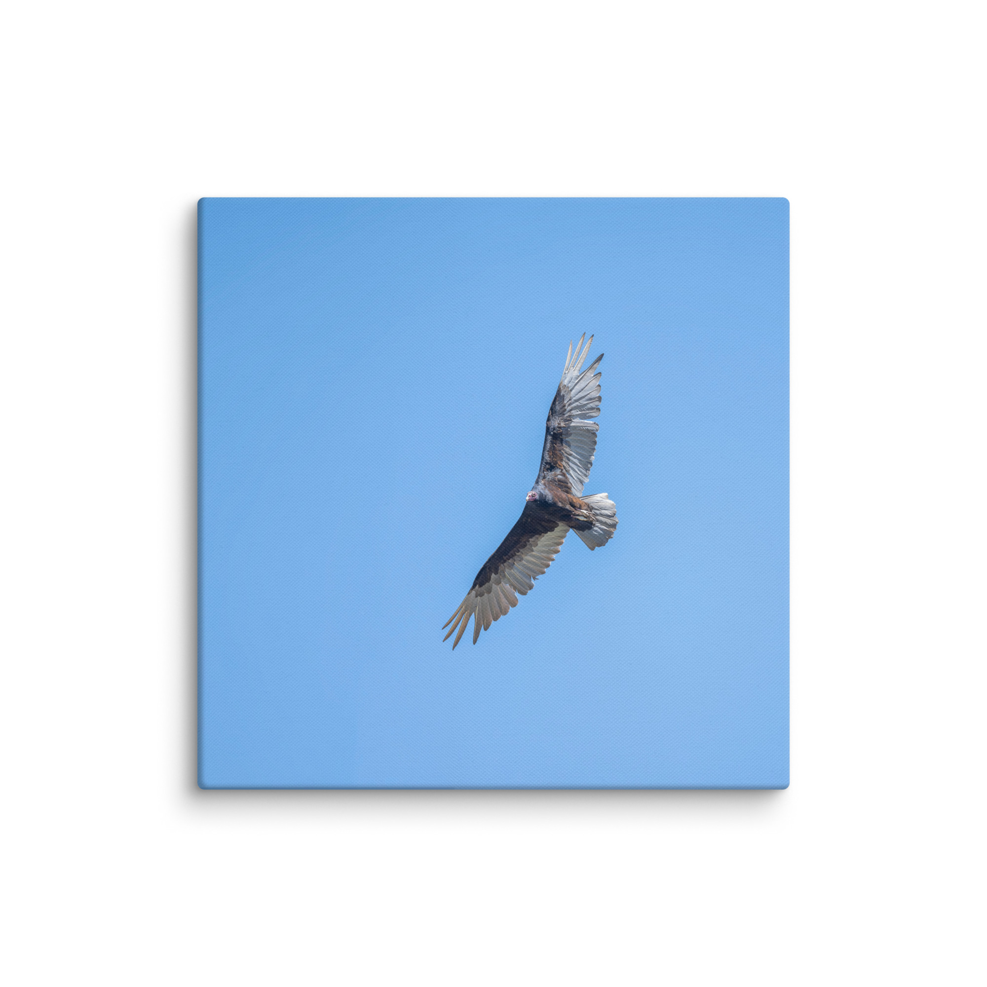 Turkey vulture in flight! Canvas - Image 19
