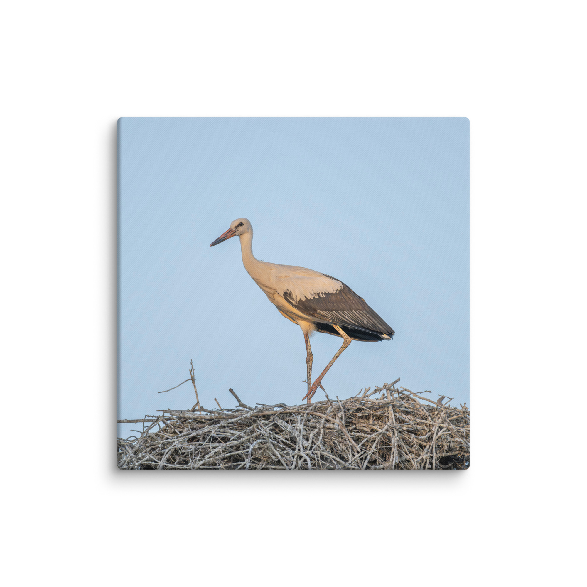 Juvenile White stork! Canvas - Image 19