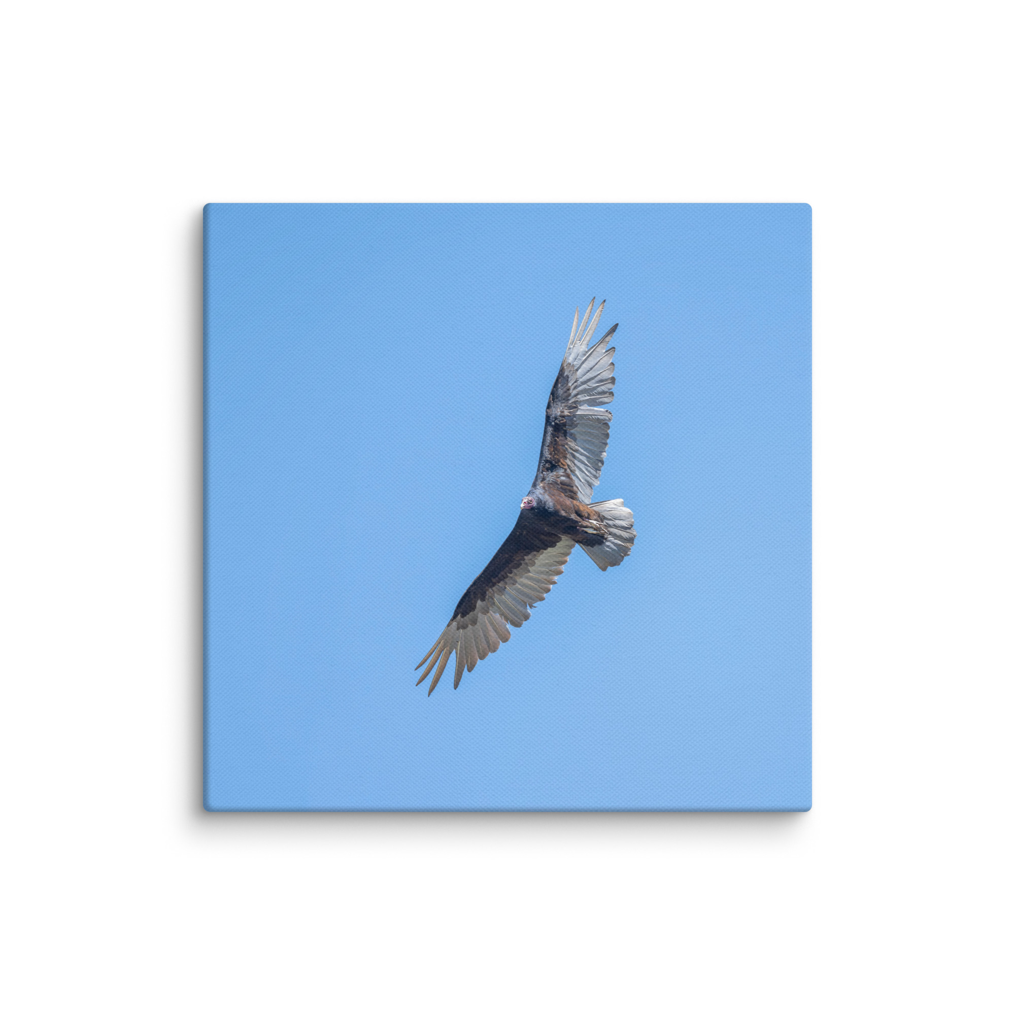 Turkey vulture in flight! Canvas - Image 20