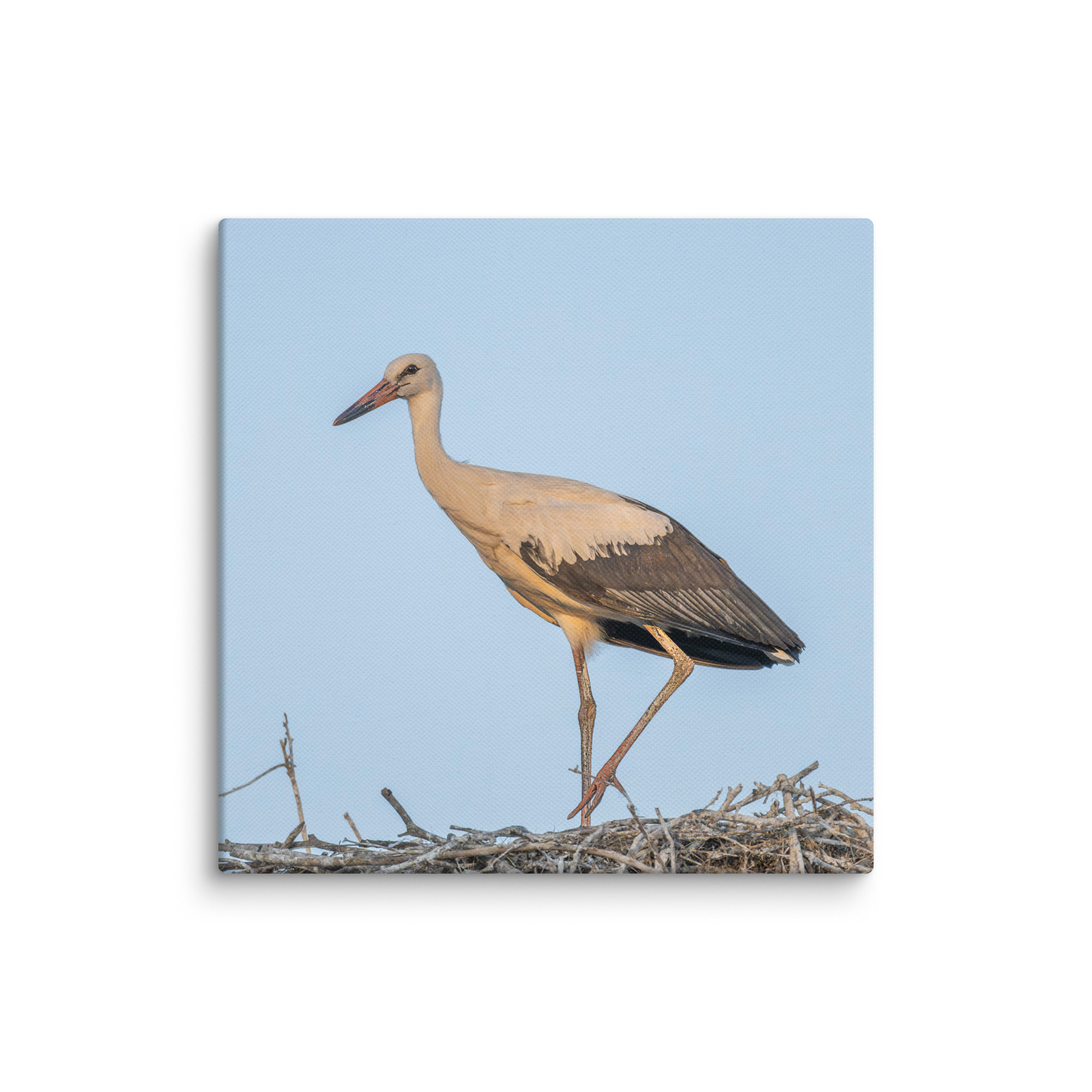 Juvenile White stork! Canvas - Image 20