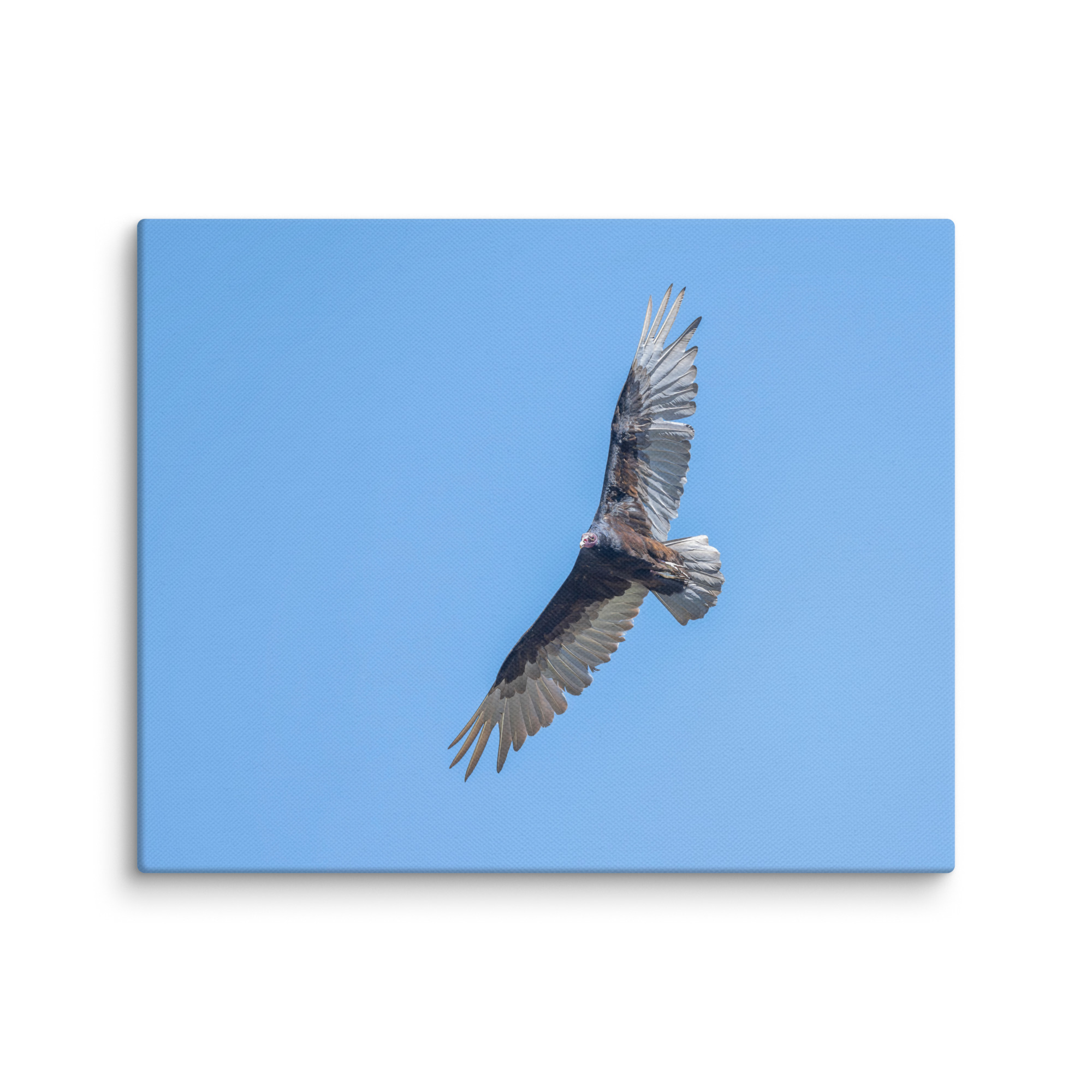 Turkey vulture in flight! Canvas - Image 21
